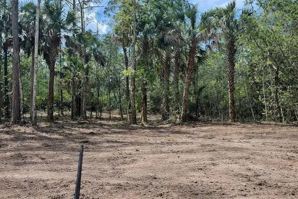a view of a dry yard with trees