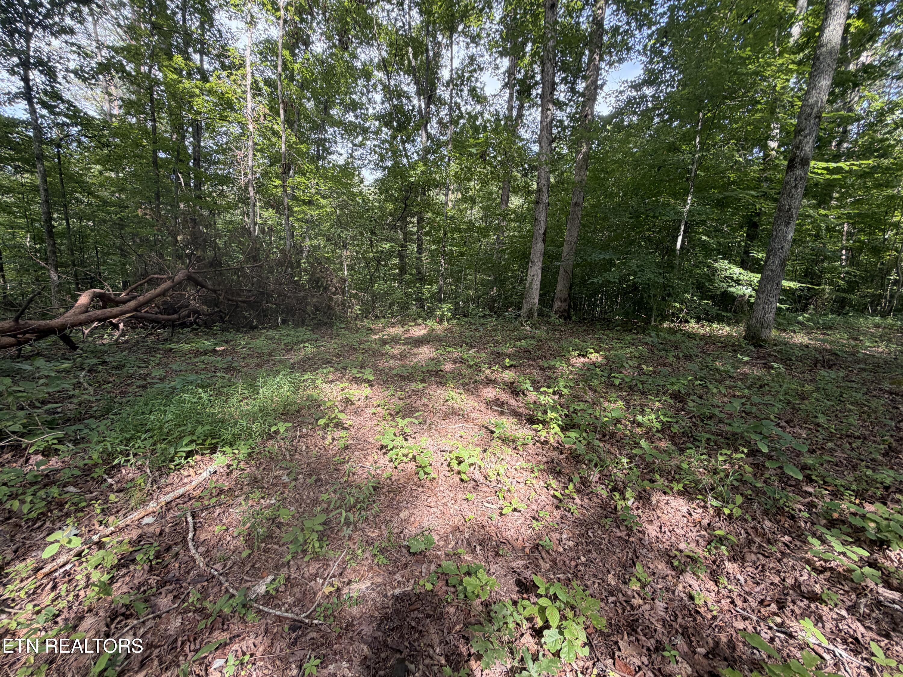2544 Hinds Creek Road Heiskell, TN 37754 - Photo 19 of 27 IMG_0423
