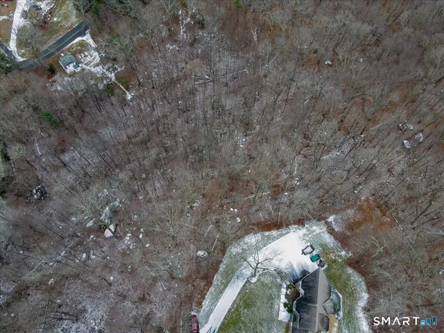 a view of a forest with large trees