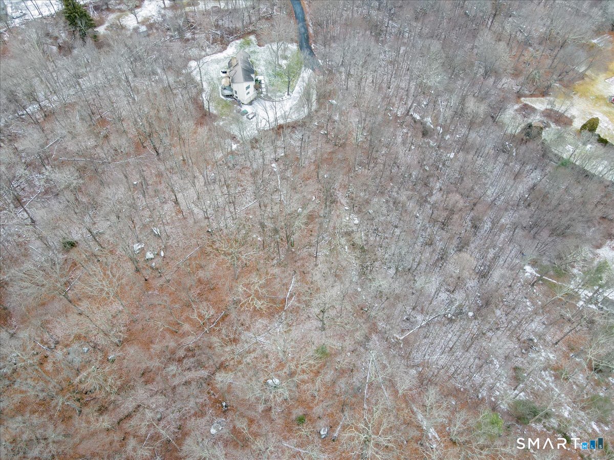 574 Washington Road Plymouth, CT 06786 - Photo 5 of 15 a close up of a plant in a forest