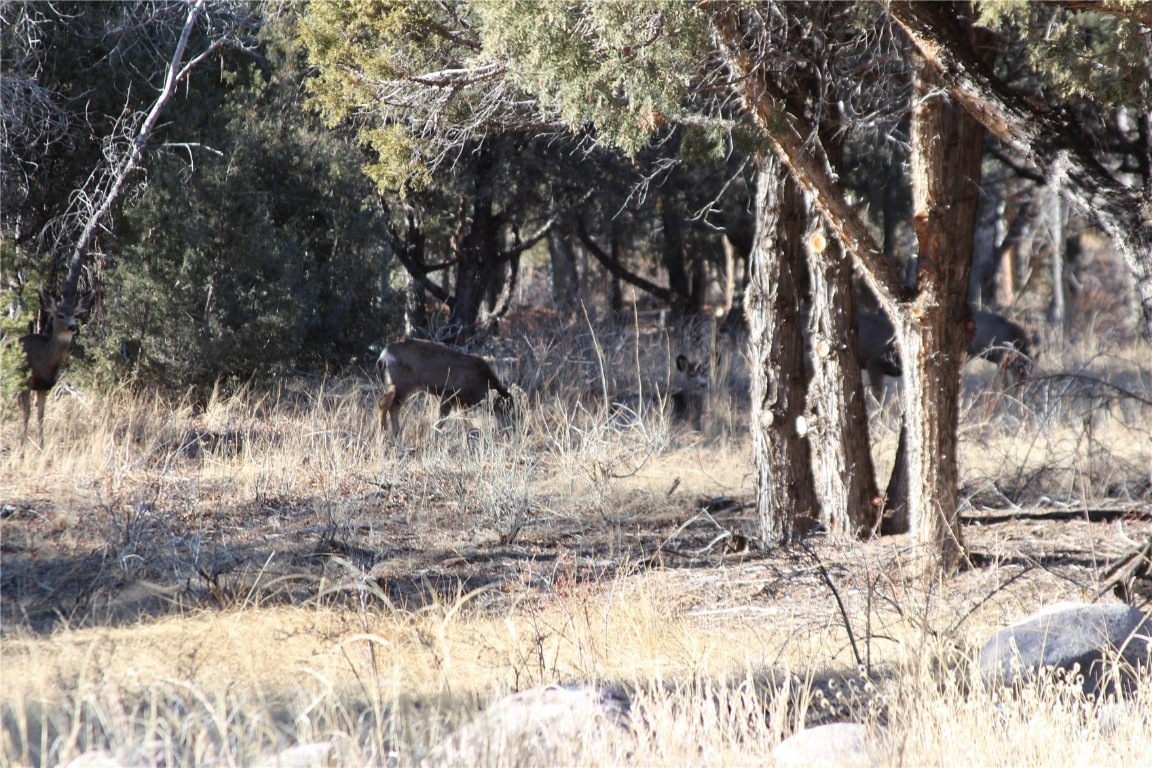 3233 Camino Del Rey Crestone, CO 81131 - Photo 9 of 11 a view of a yard covered with snow