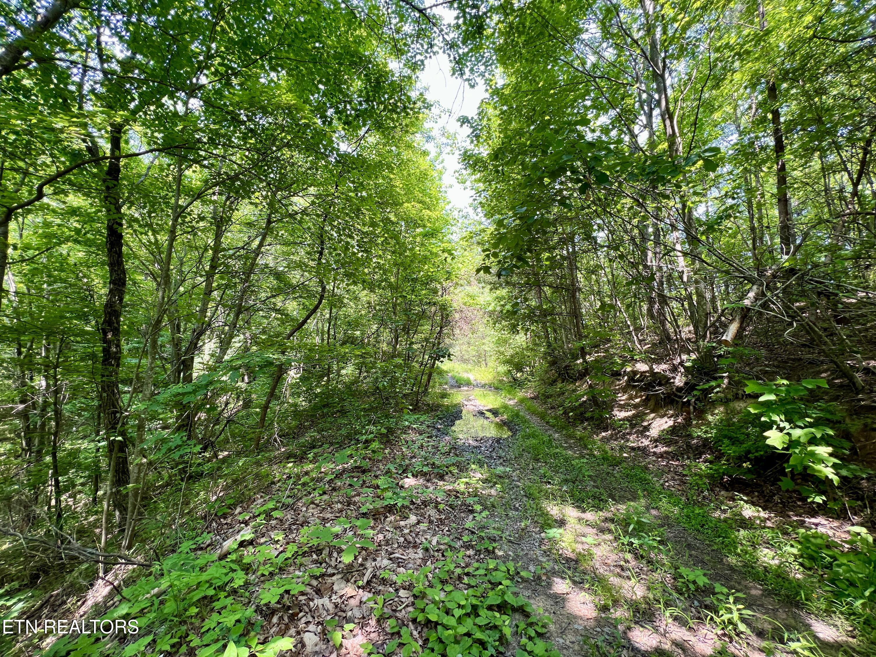 Wool Lane Newcomb, TN 37819 - Photo 28 of 53 28