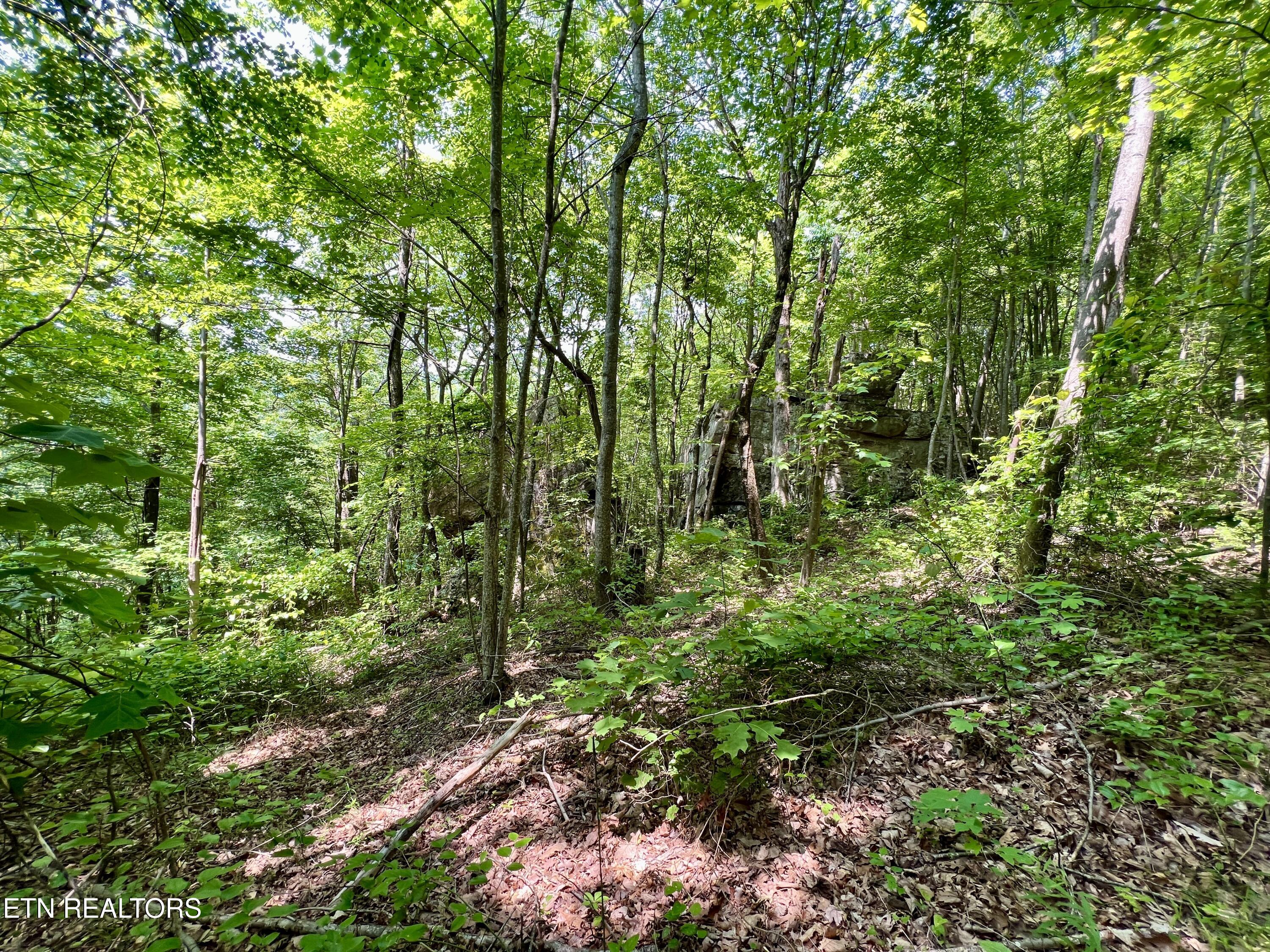 Wool Lane Newcomb, TN 37819 - Photo 29 of 53 29