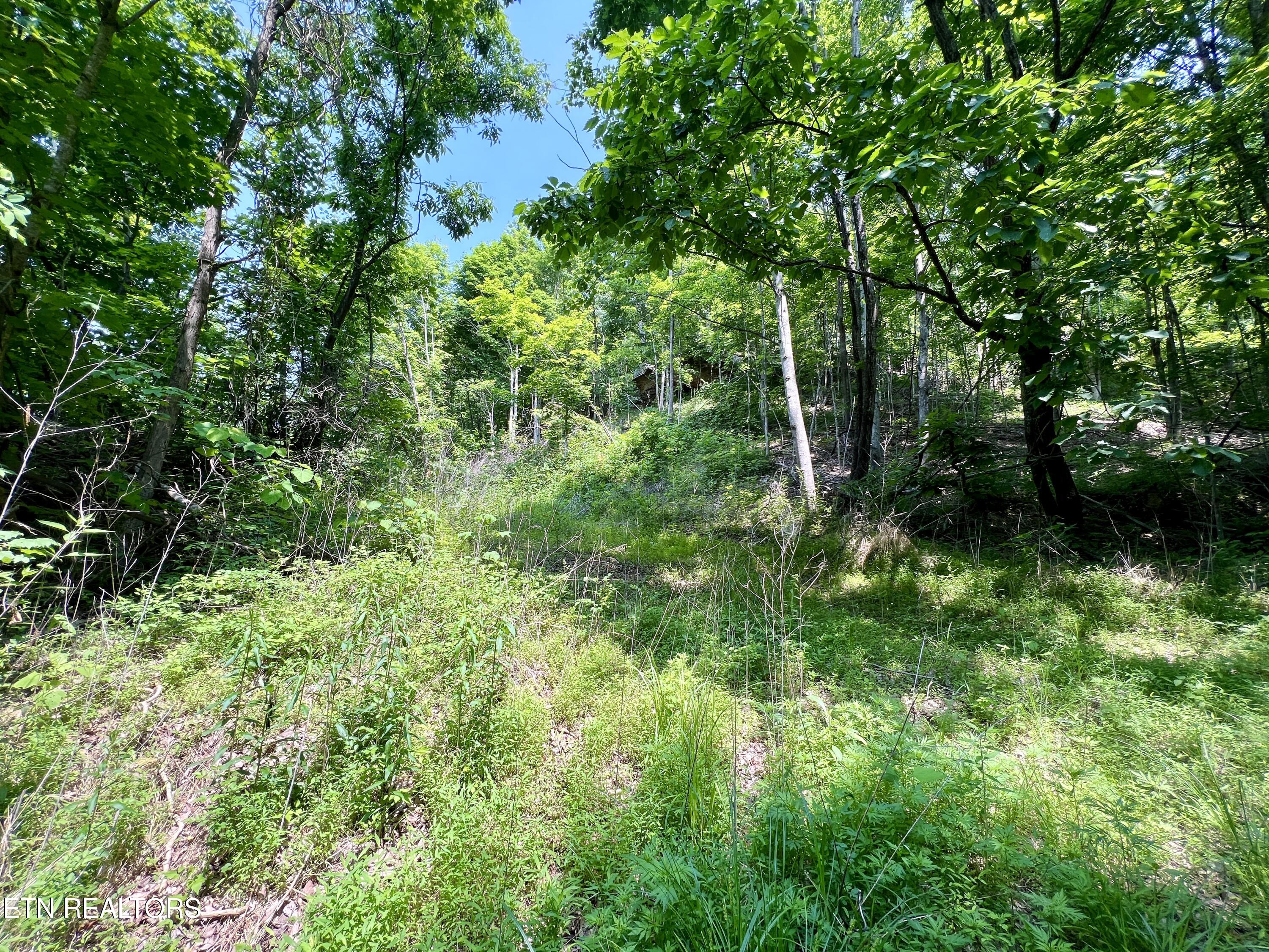 Wool Lane Newcomb, TN 37819 - Photo 38 of 53 38
