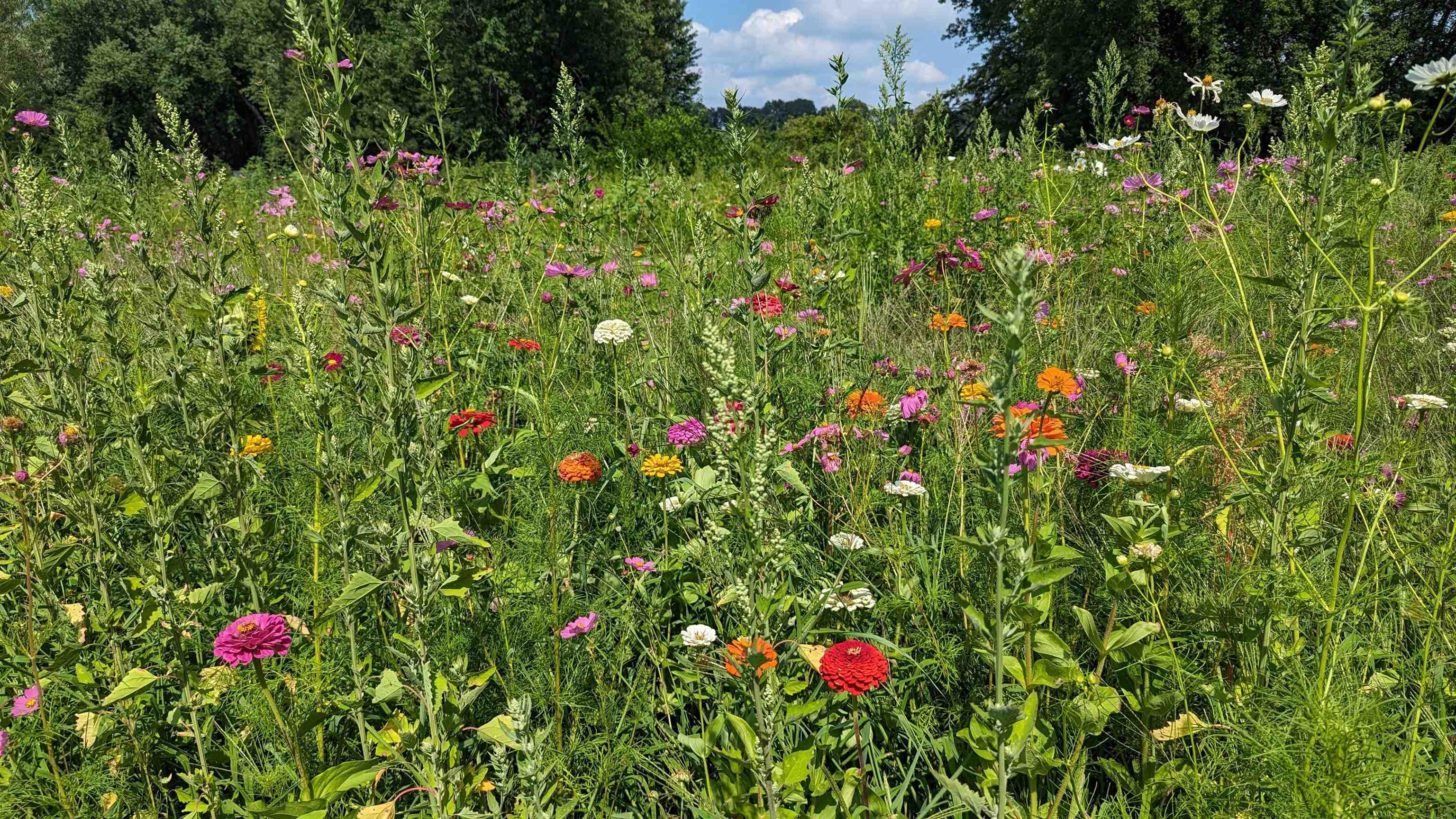 8539 North Pecatonica Road Pecatonica, IL 61063 - Photo 10 of 23 a view of a flower in a garden
