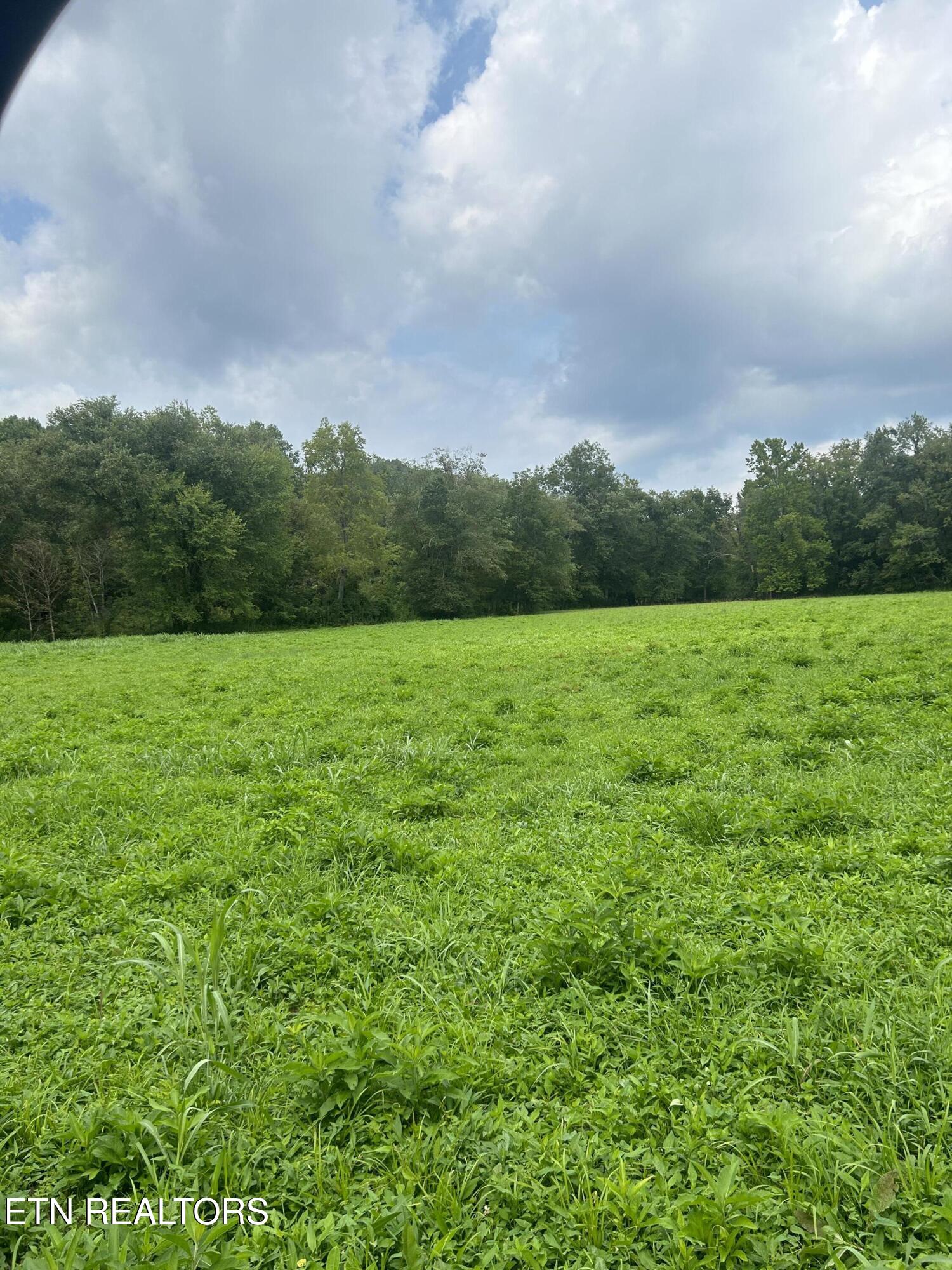 6116 Paint Rock Road Oneida, TN 37841 - Photo 11 of 16 Field 4