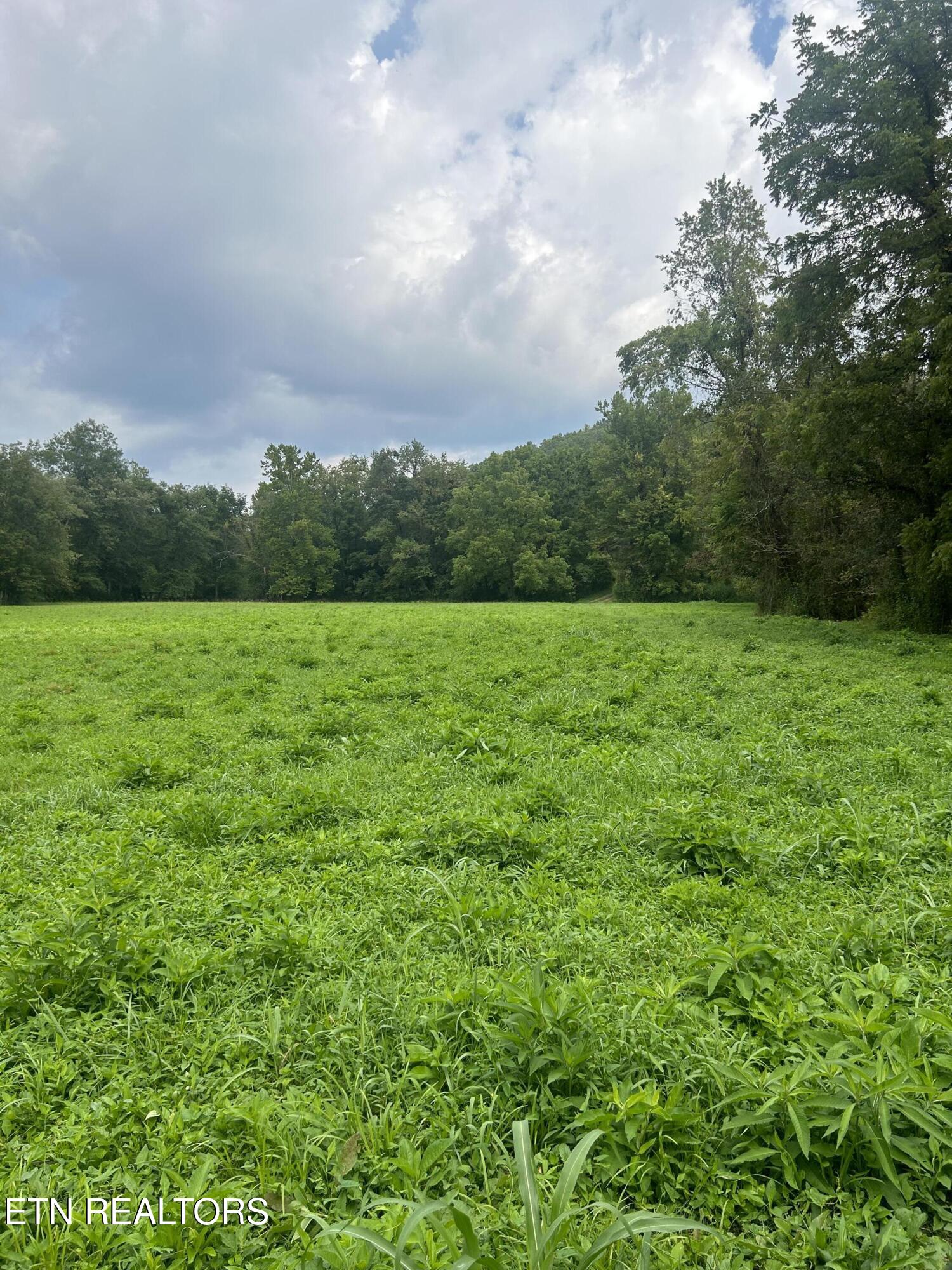 6116 Paint Rock Road Oneida, TN 37841 - Photo 2 of 16 Field 1