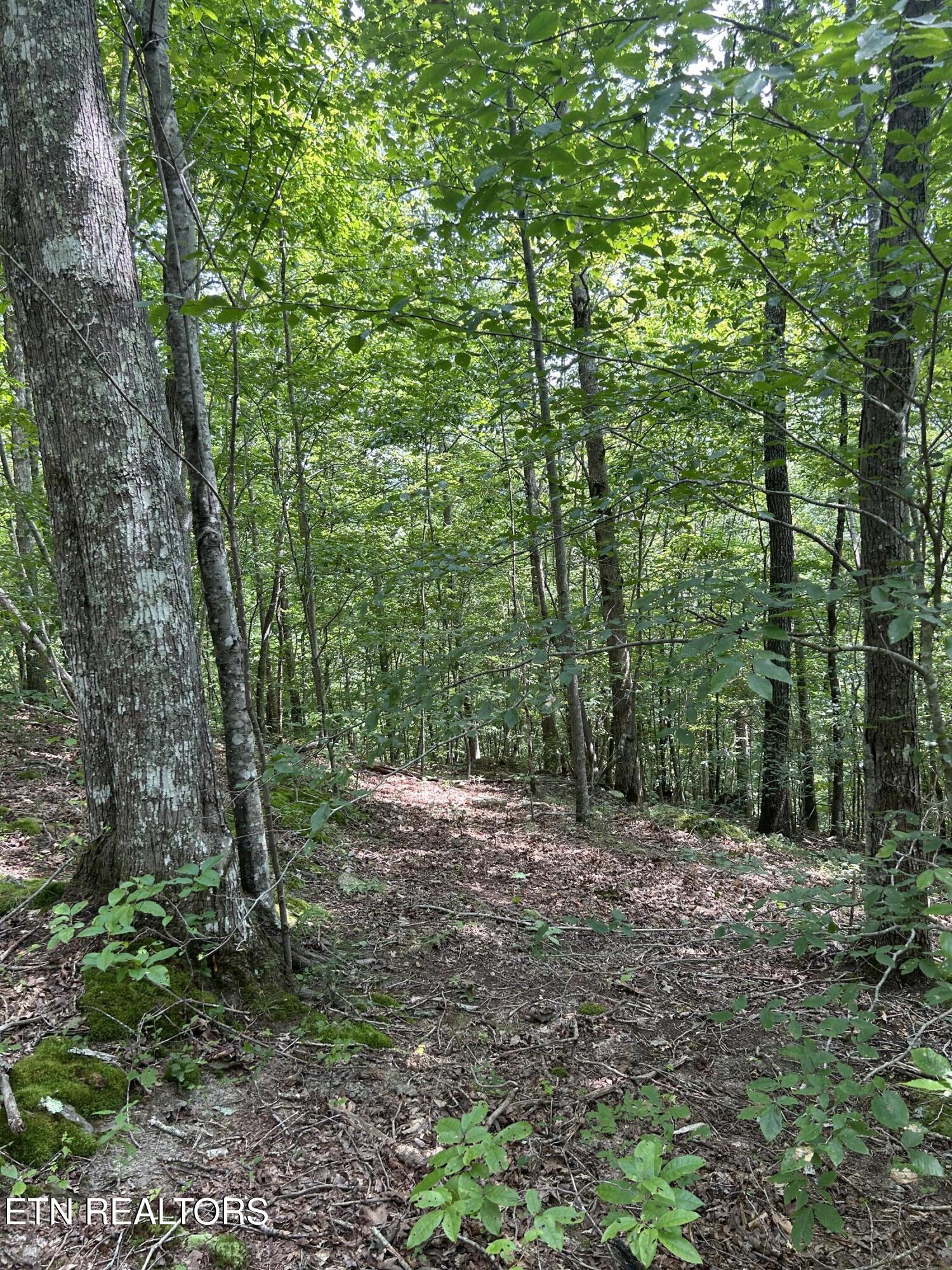 6116 Paint Rock Road Oneida, TN 37841 - Photo 3 of 16 Woods Trail (1)