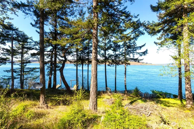 a view of a backyard with large trees