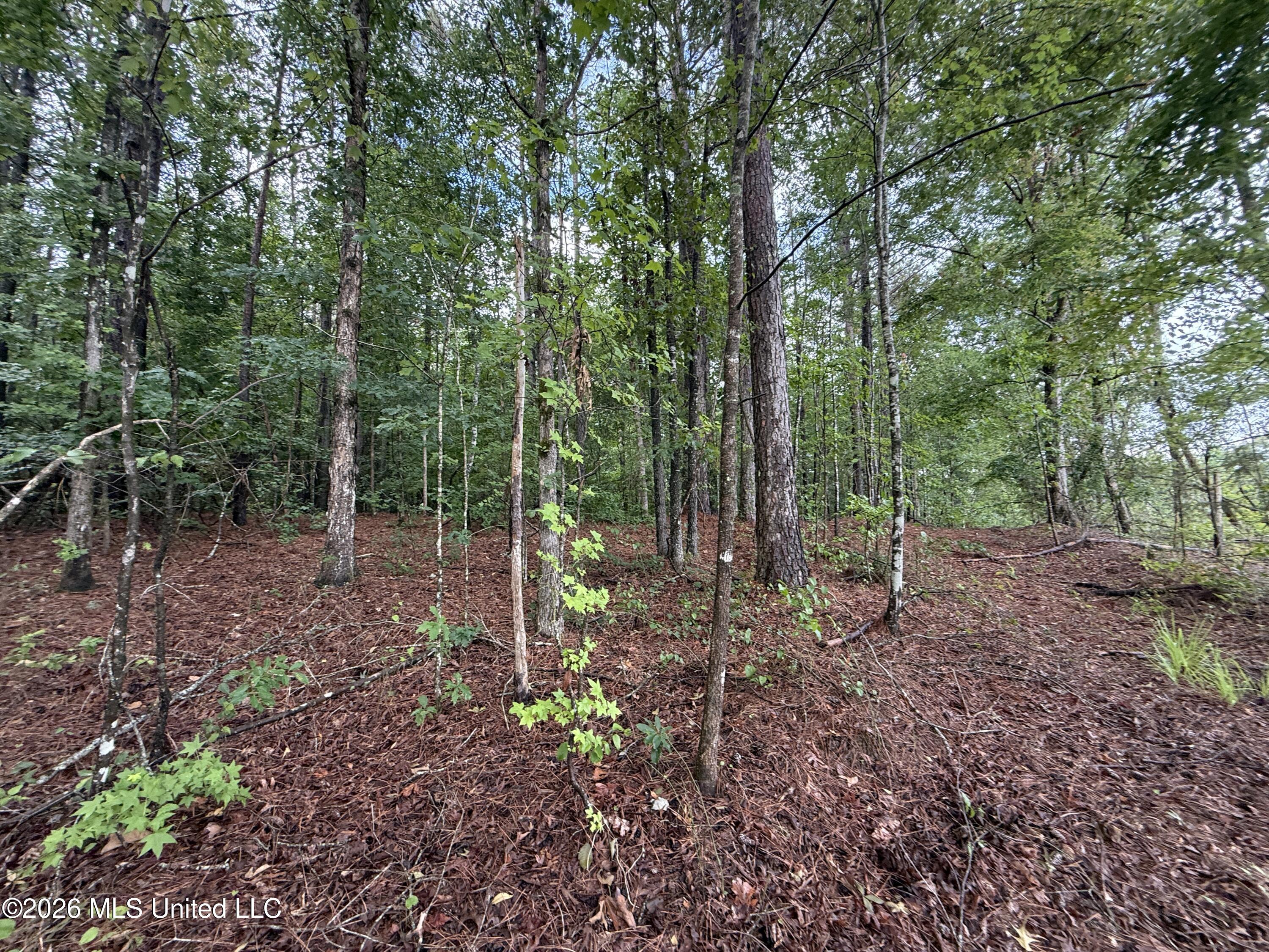2136 Co Road McCool, MS 39108 - Photo 19 of 29 IMG_5895