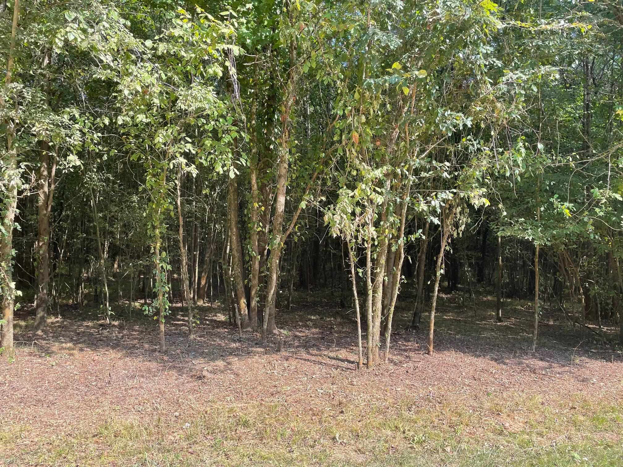 94 Towboat Lane Adamsville, TN 38310 - Photo 8 of 13 a backyard of a house with lots of green space