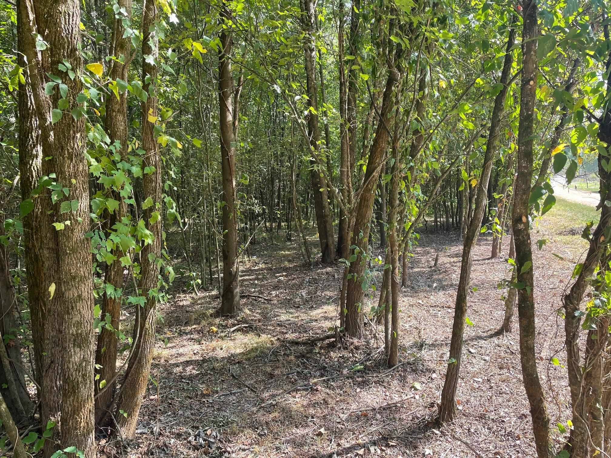 94 Towboat Lane Adamsville, TN 38310 - Photo 10 of 13 a view of a forest with trees