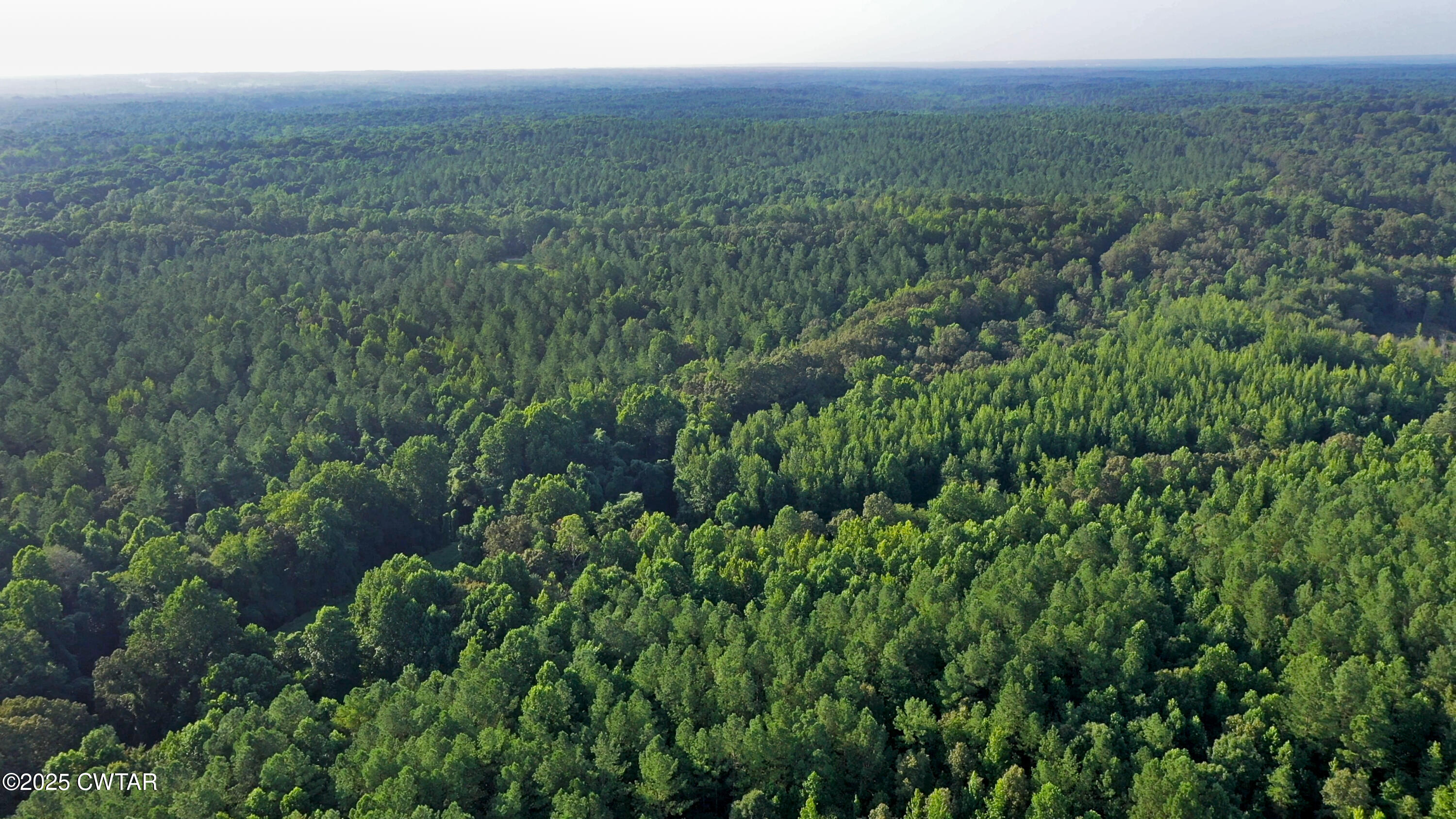 0 Roberts Road Pinson, TN 38366 - Photo 10 of 14 a view of a lush green forest with trees and some plants