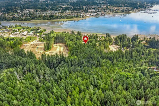 a view of a forest with a mountain