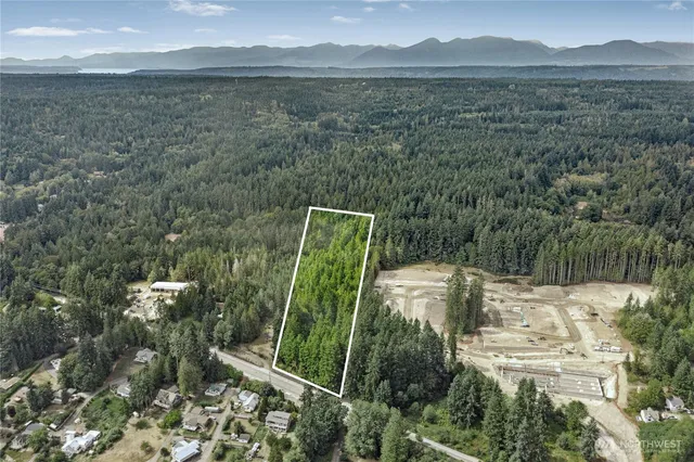 a view of a lush green forest
