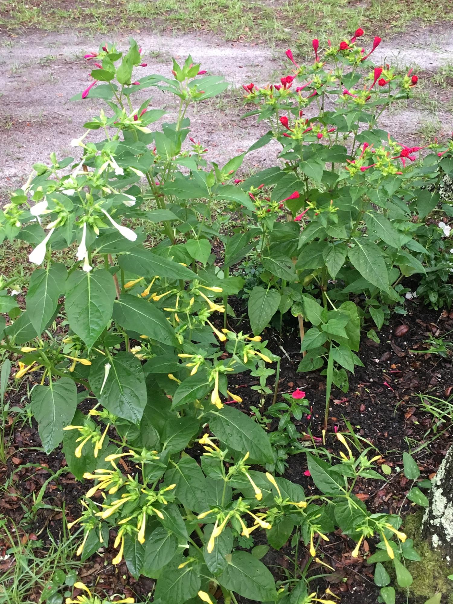 19848 33rd Road Wellborn, FL 32094 - Photo 18 of 38 Flowers Adorn the Property
