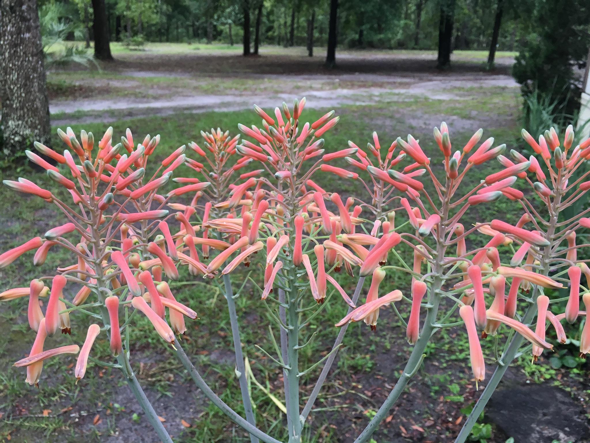 19848 33rd Road Wellborn, FL 32094 - Photo 22 of 38 More Beautiful Flowers