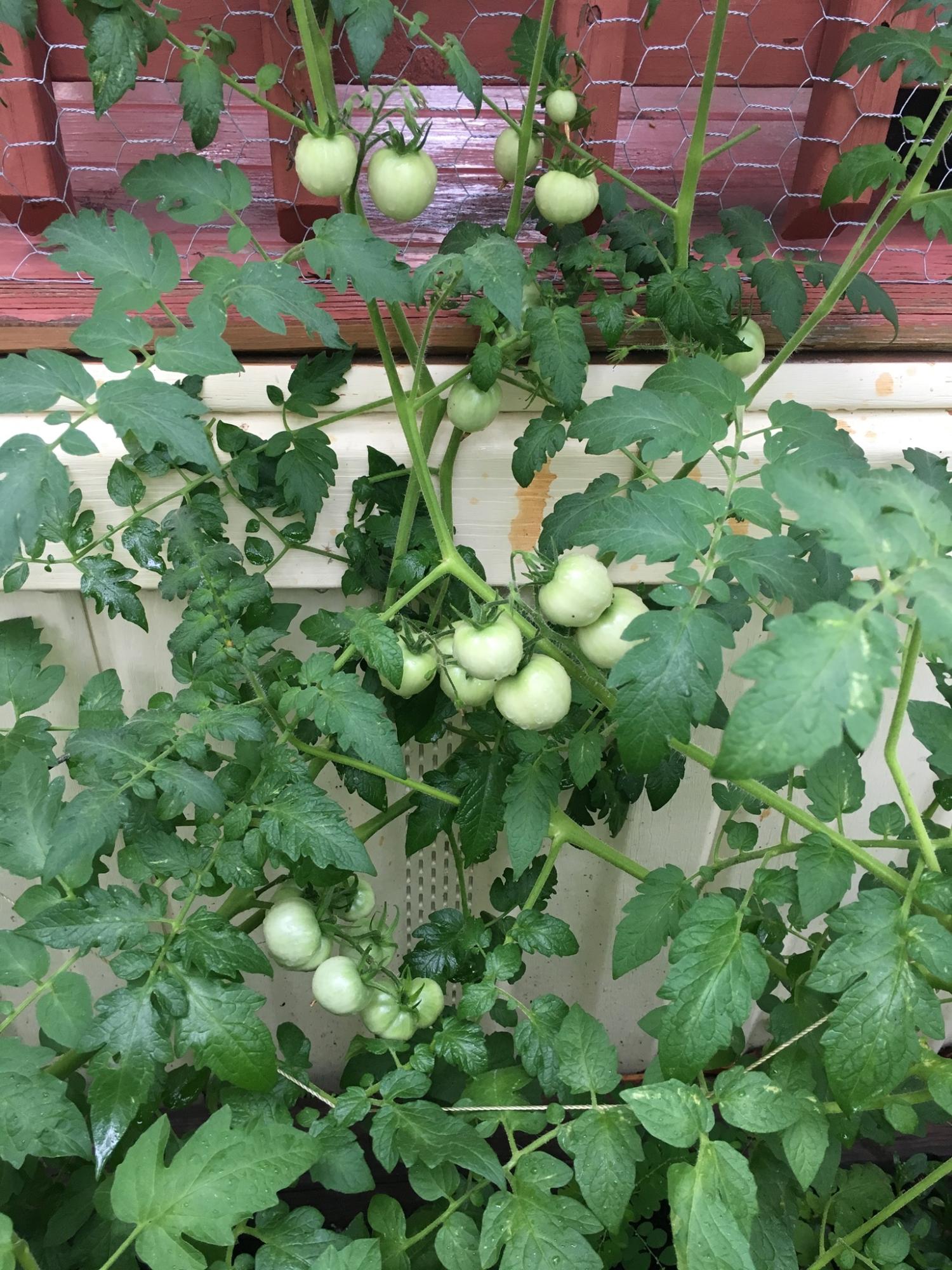 19848 33rd Road Wellborn, FL 32094 - Photo 23 of 38 Tomato Plants