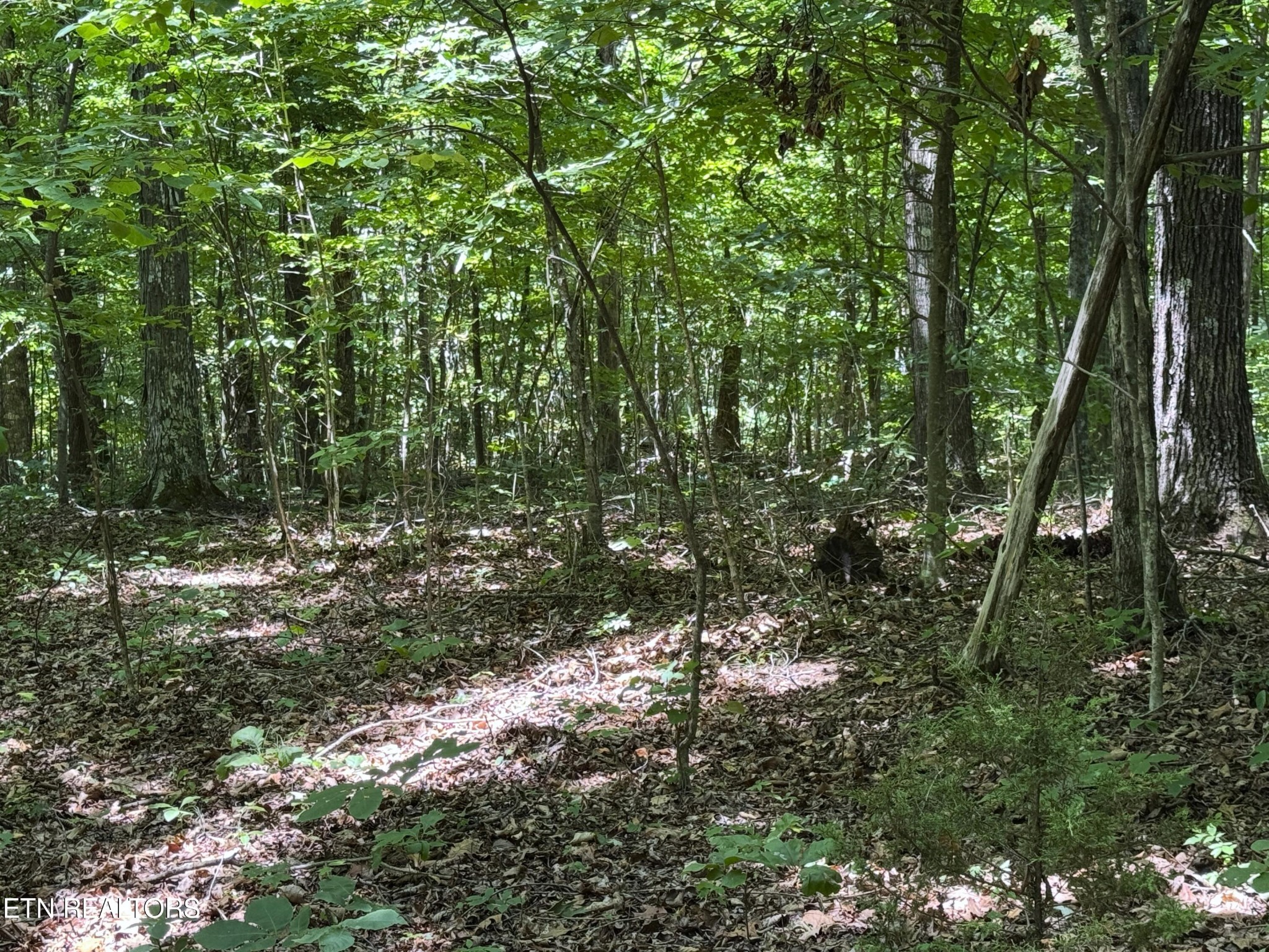 68 Friendship Road Greeneville, TN 37745 - Photo 11 of 16 a view of a forest with trees