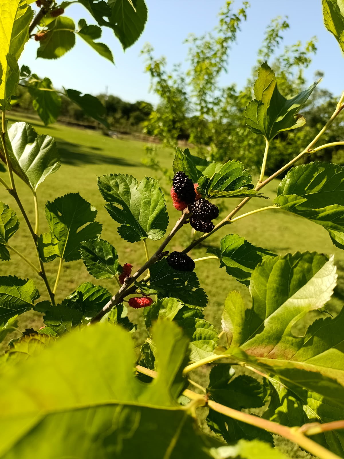 18106 Domino Road Waller, TX 77484 - Photo 12 of 16