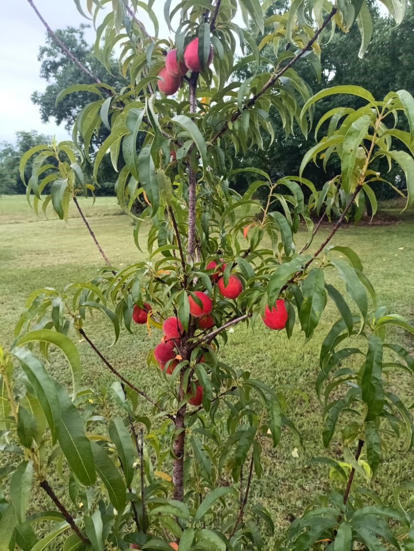 18106 Domino Road Waller, TX 77484 - Photo 16 of 16 a view of a flower