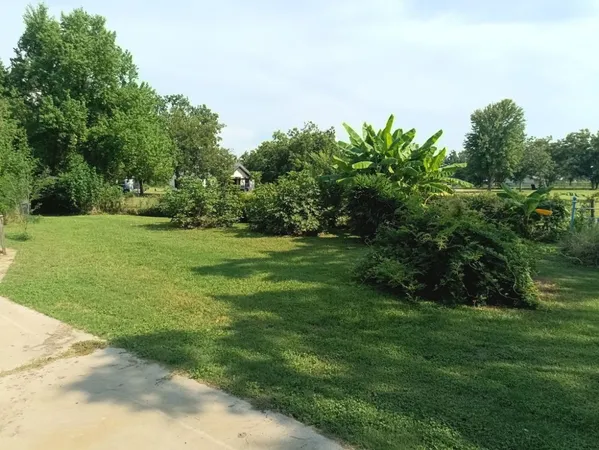 a view of a big yard with plants and large trees