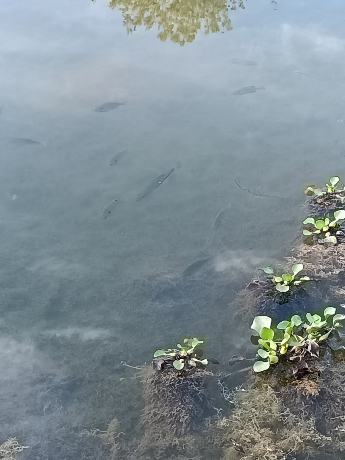 18106 Domino Road Waller, TX 77484 - Photo 8 of 16 a close up of a white vase with flowers