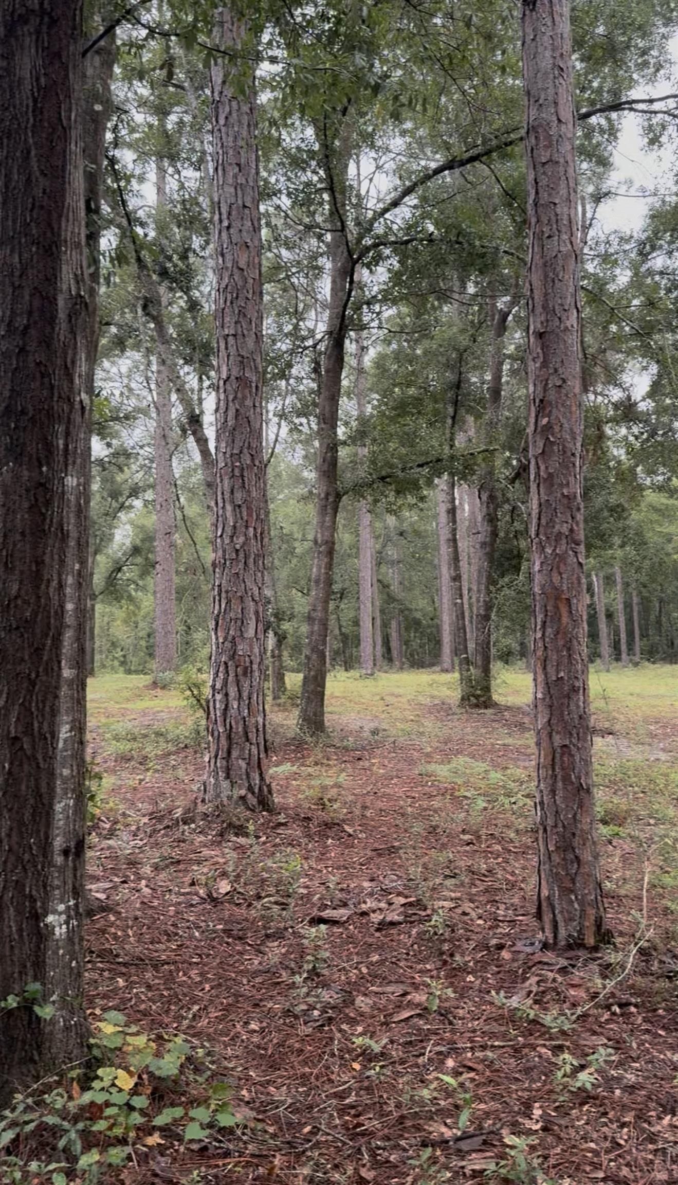 4779 Northeast Bellville Road Pinetta, FL 32350 - Photo 27 of 39