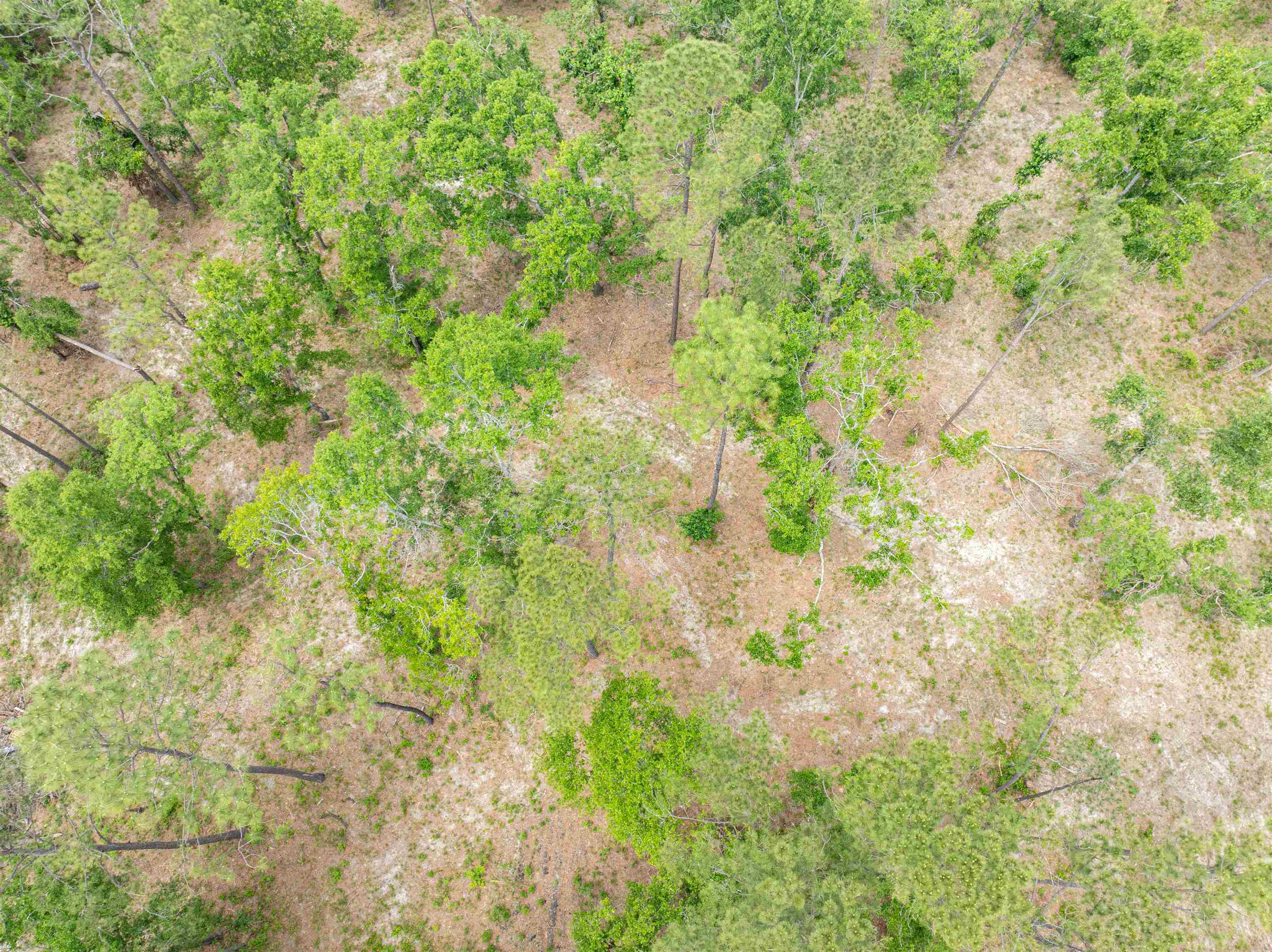 4779 Northeast Bellville Road Pinetta, FL 32350 - Photo 6 of 39