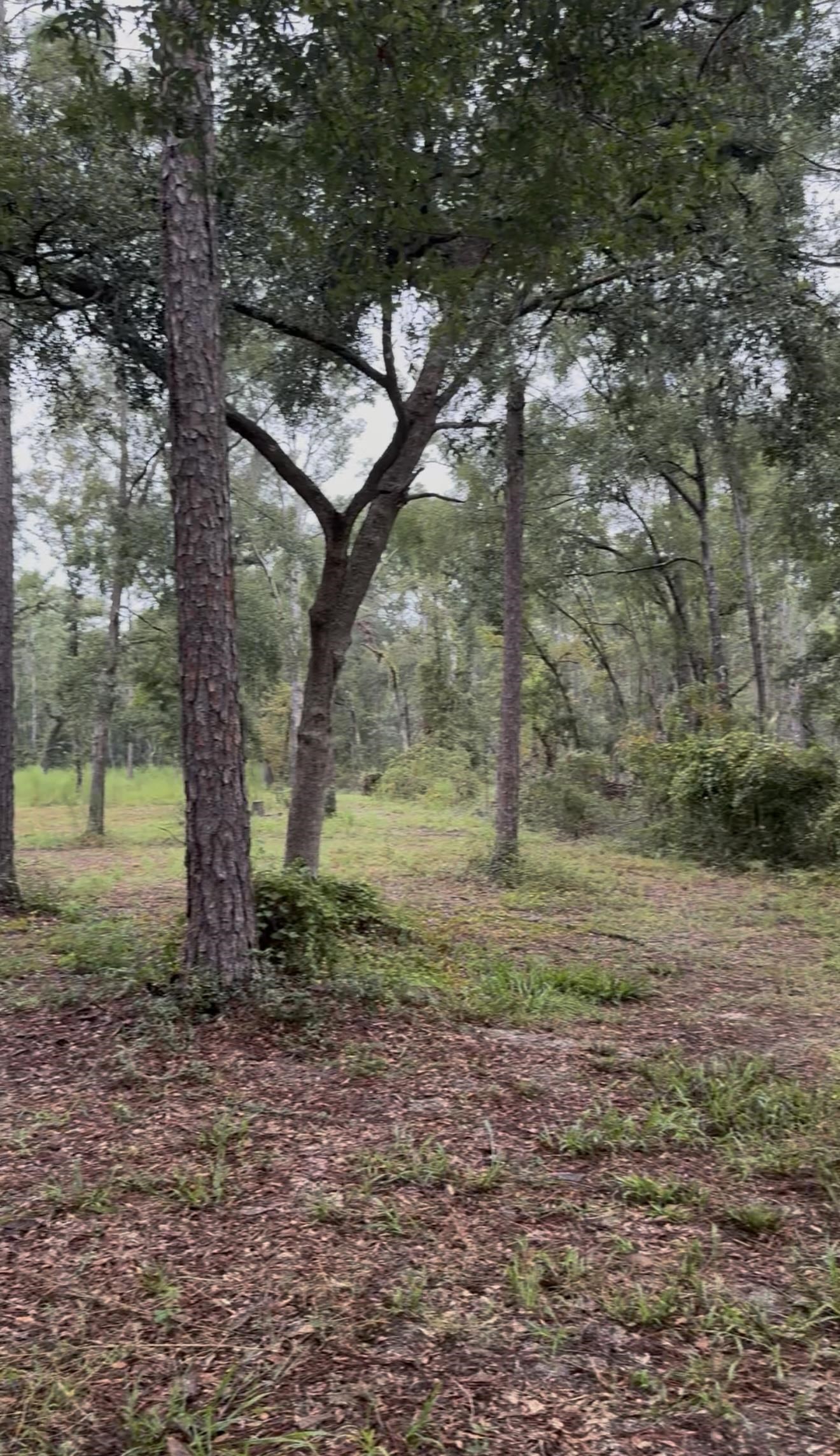 4779 Northeast Bellville Road Pinetta, FL 32350 - Photo 9 of 39