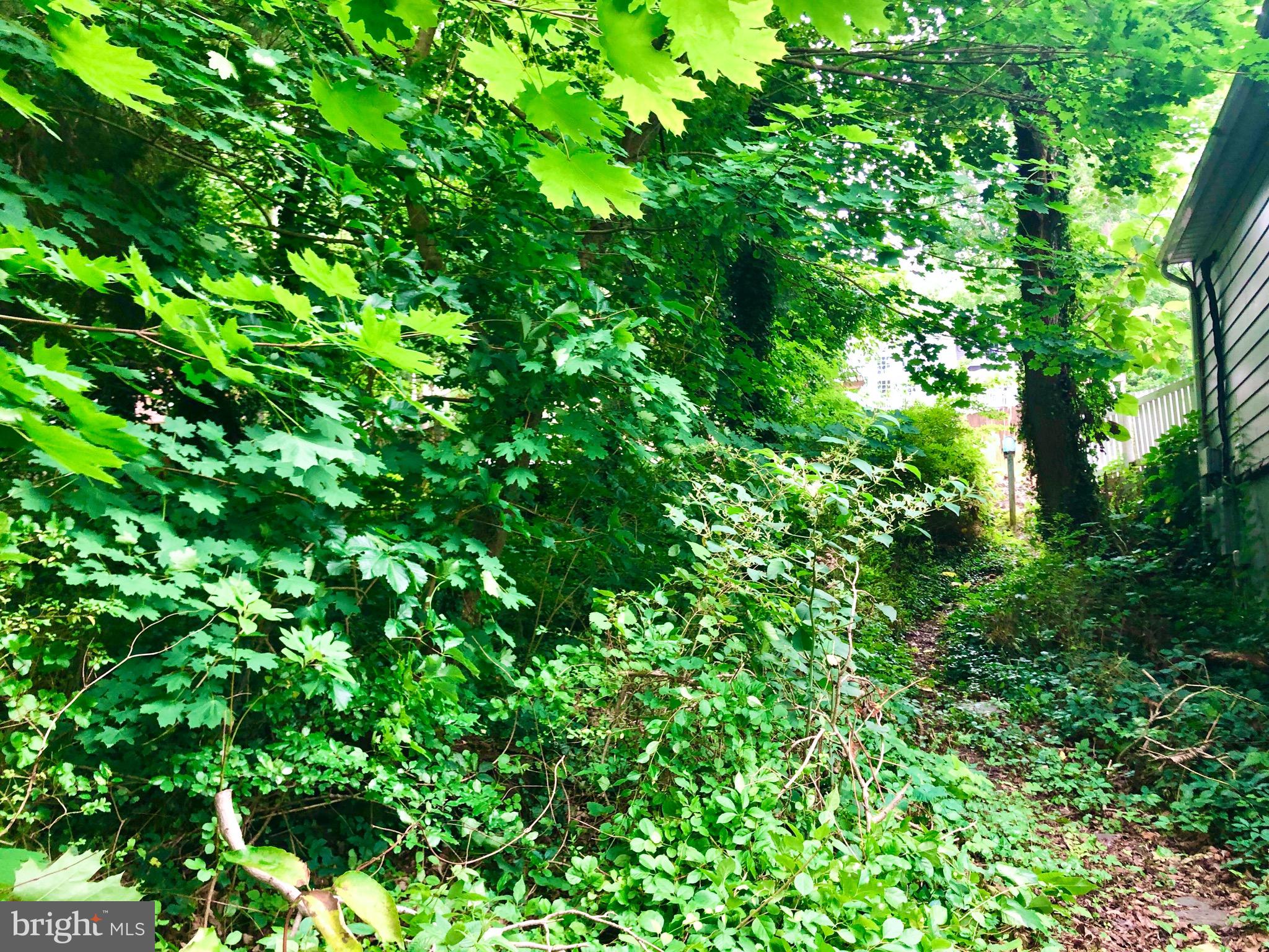 332 Arbutus Drive Edgewater, MD 21037 - Photo 20 of 31 a view of a plant in a garden