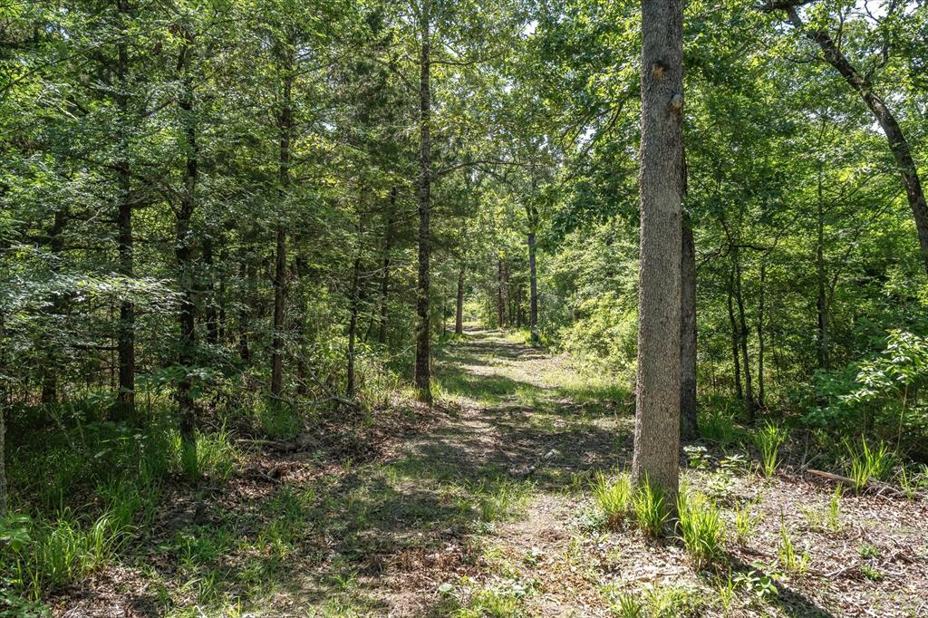8079 Rd Ben Wheeler Tx 75754 Road Ben Wheeler, TX 75754 - Photo 35 of 37 a view of outdoor space and green space
