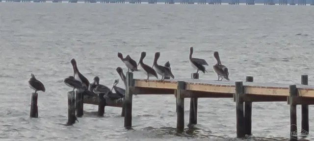 a view of a plant in a garden