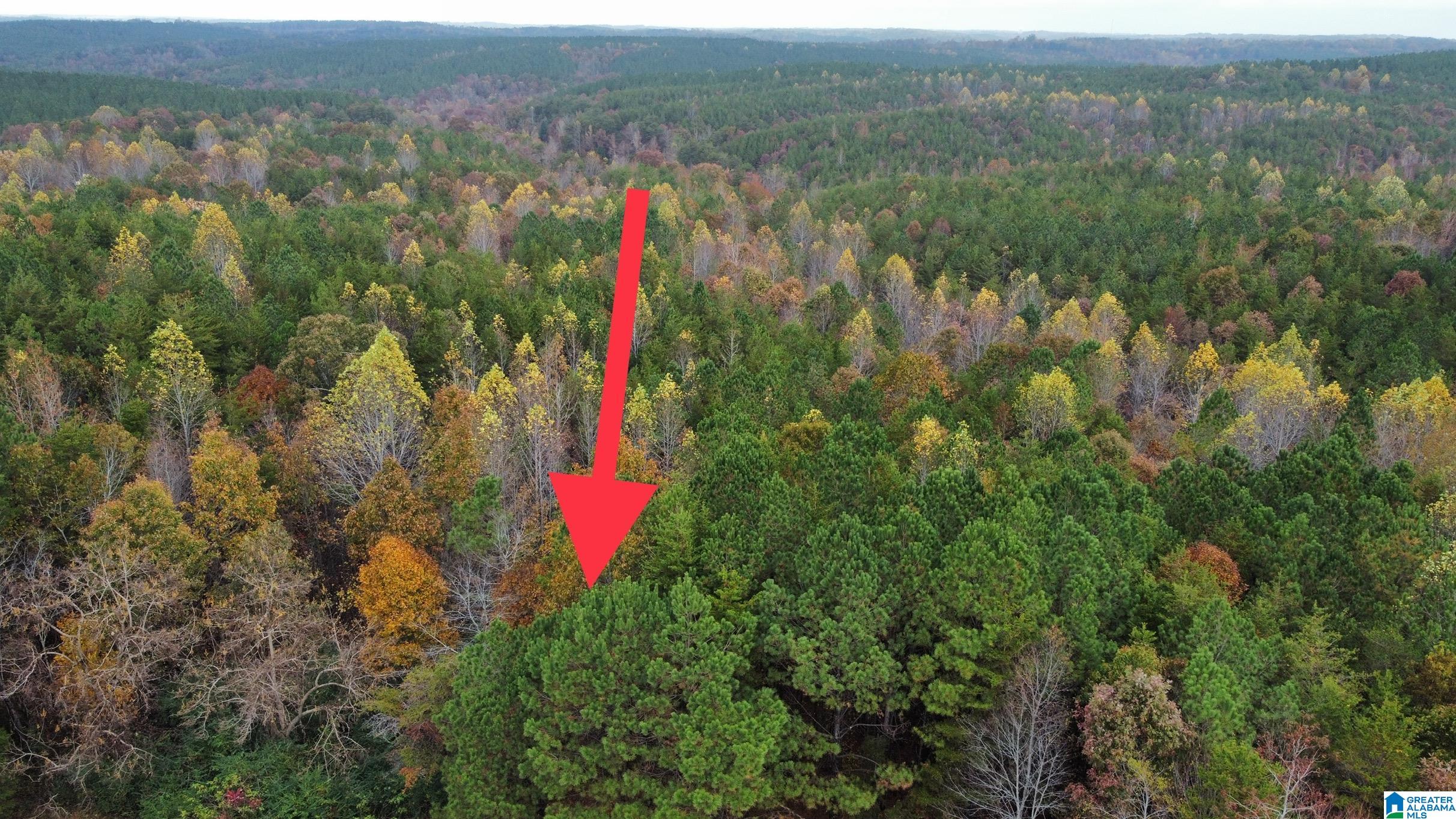 83-acres Byler Road, Unit 83 ACRES Haleyville, AL 35565 - Photo 19 of 19