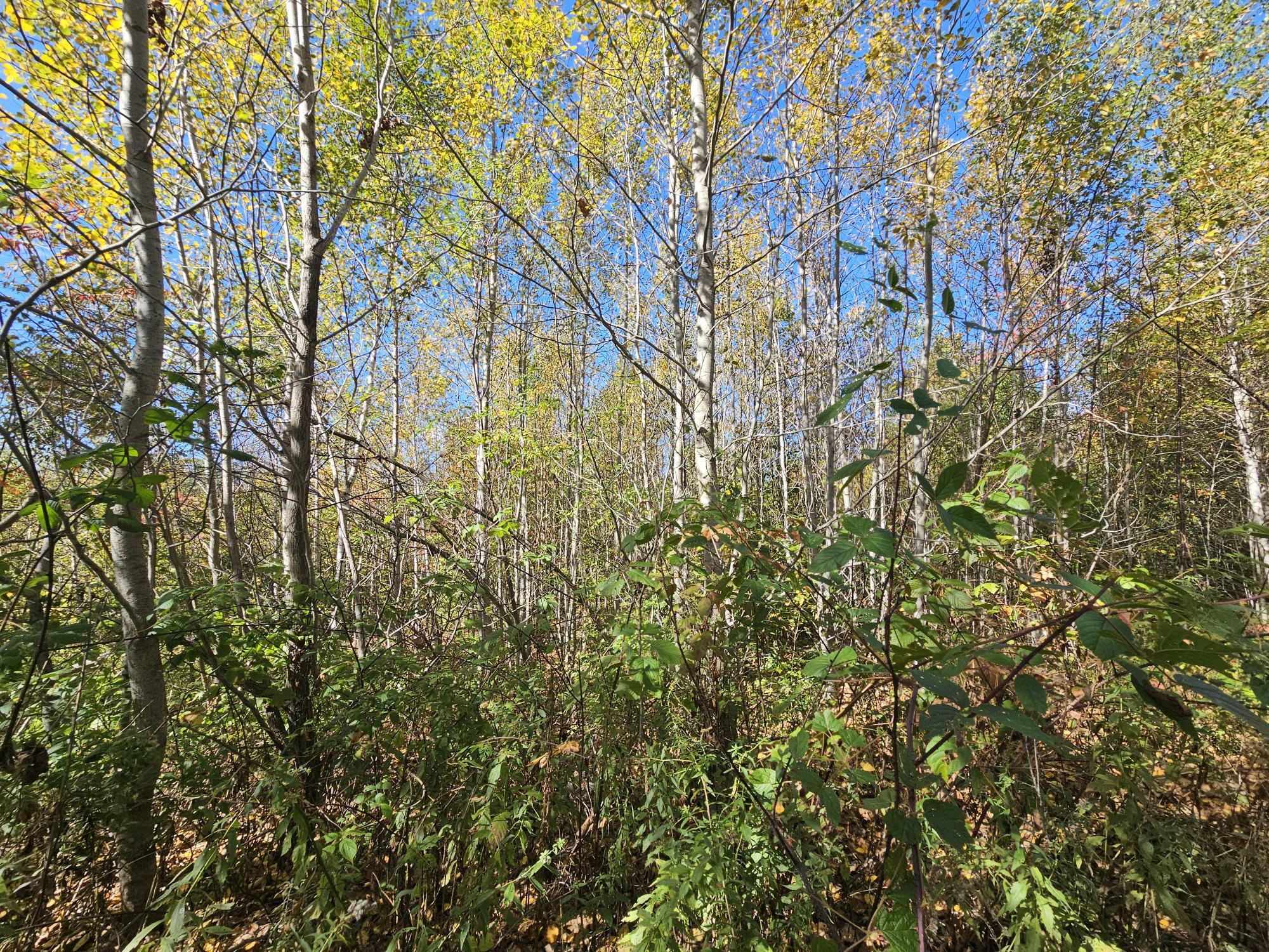 59-007 Soper's Mill Road Auburn, ME 04210 - Photo 15 of 41 20251009_134036