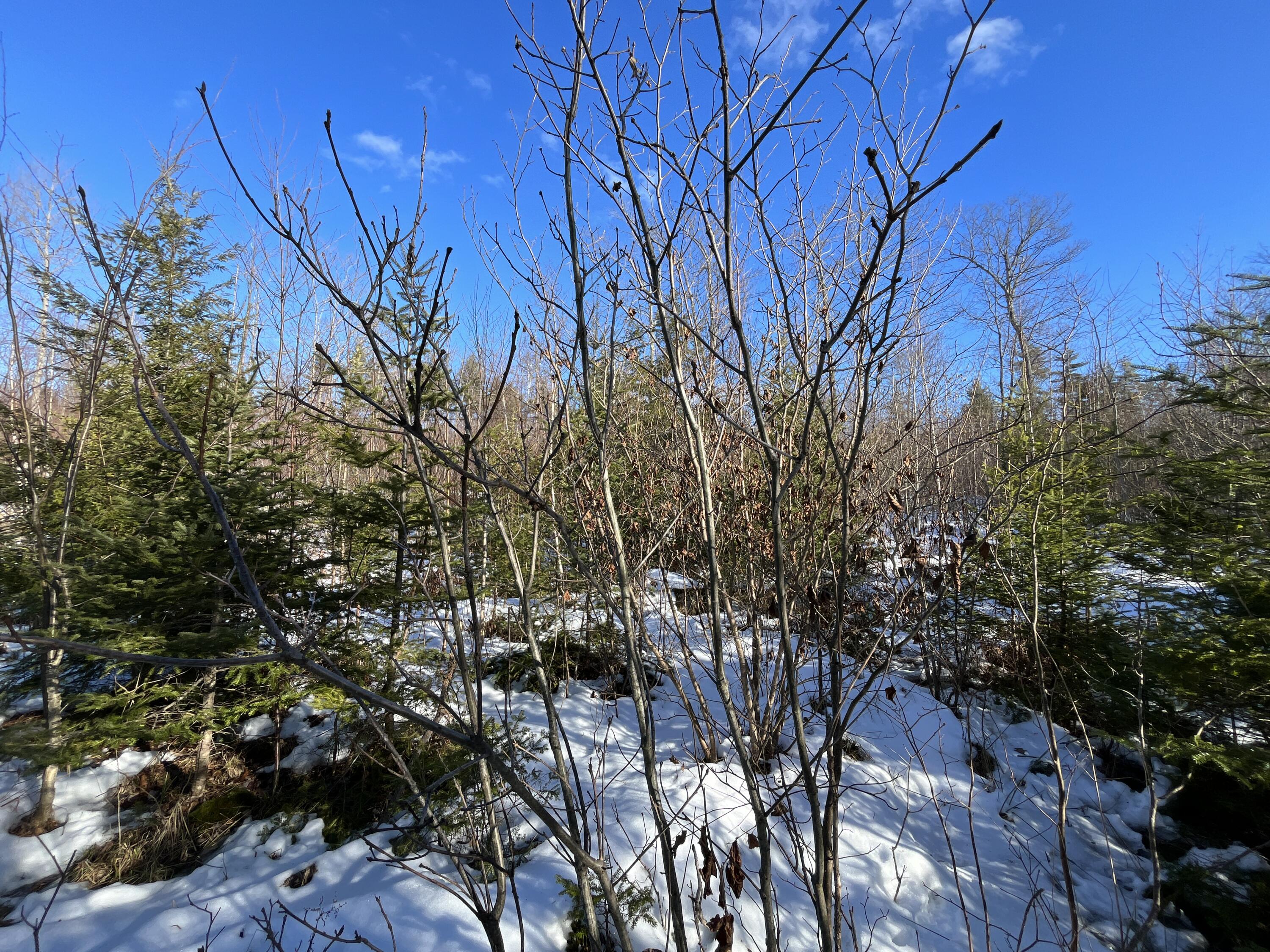 59-007 Soper's Mill Road Auburn, ME 04210 - Photo 20 of 41 IMG_7070