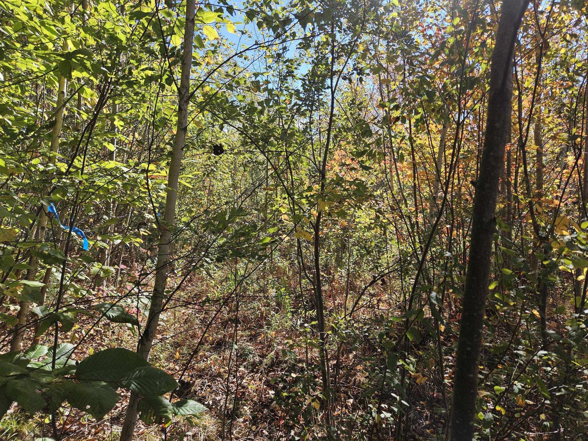 59-007 Soper's Mill Road Auburn, ME 04210 - Photo 2 of 41 20251009_133401