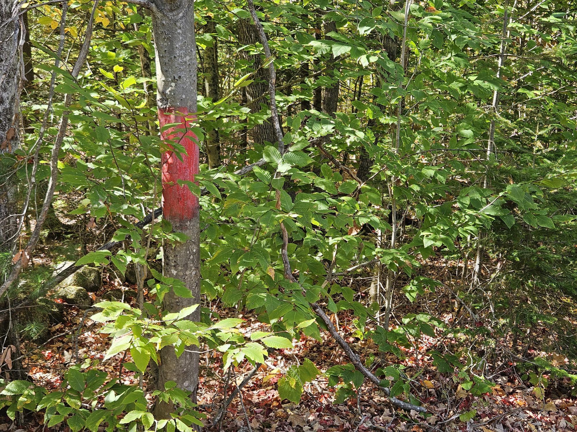 59-007 Soper's Mill Road Auburn, ME 04210 - Photo 6 of 41 20251009_133553