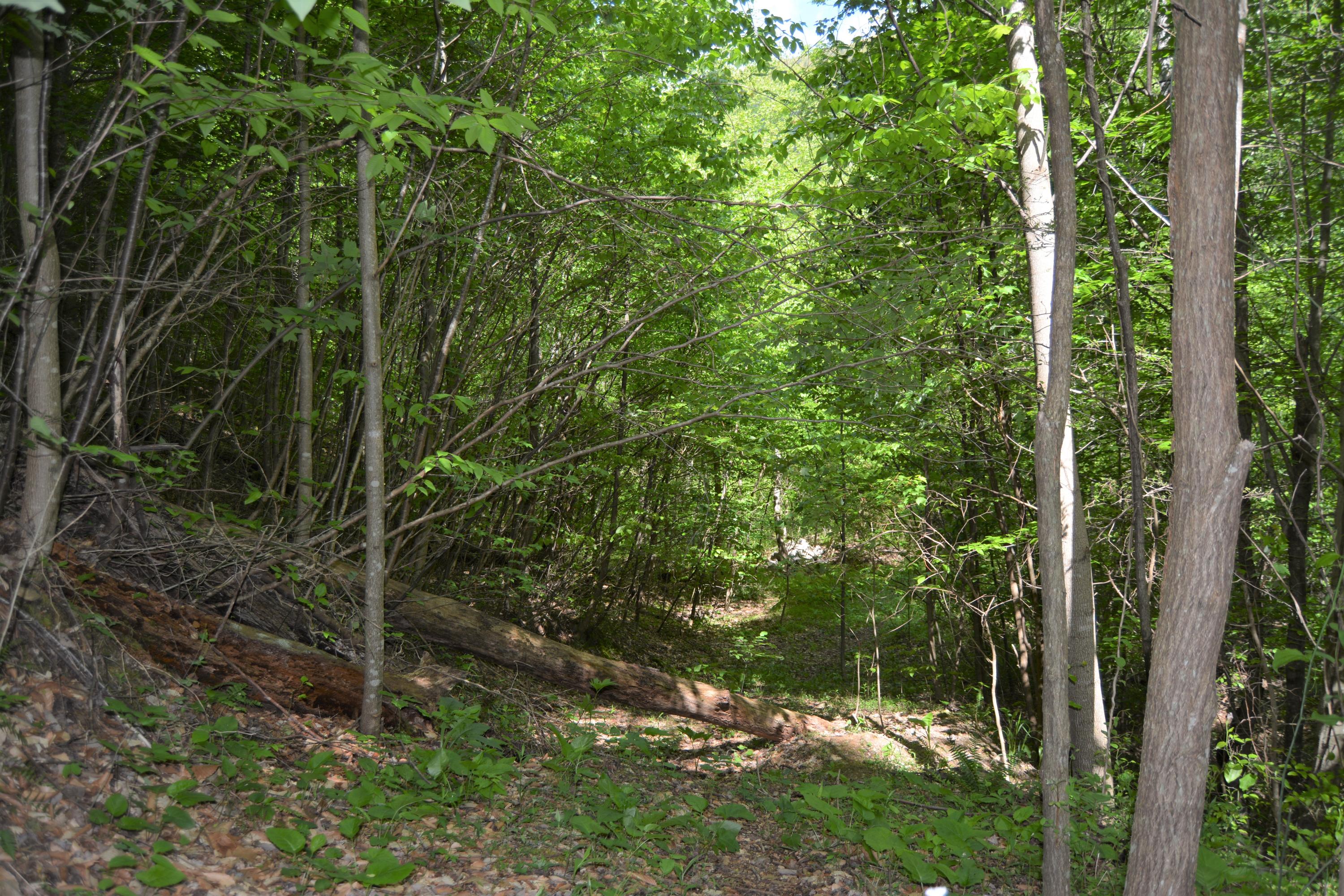 1720 Avondale Hollow Road Rutledge, TN 37861 - Photo 22 of 37 DSC_4490 (2)