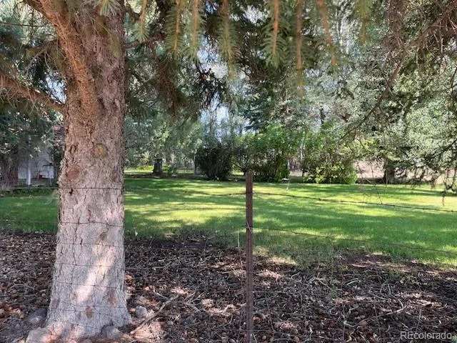 a view of a trees in a park