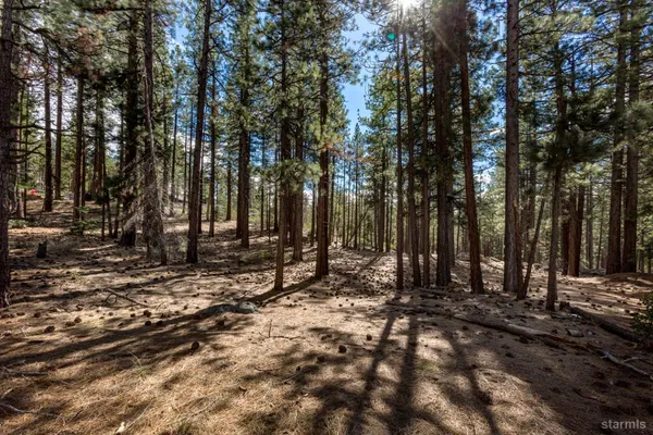 a view of a tree with lots of trees