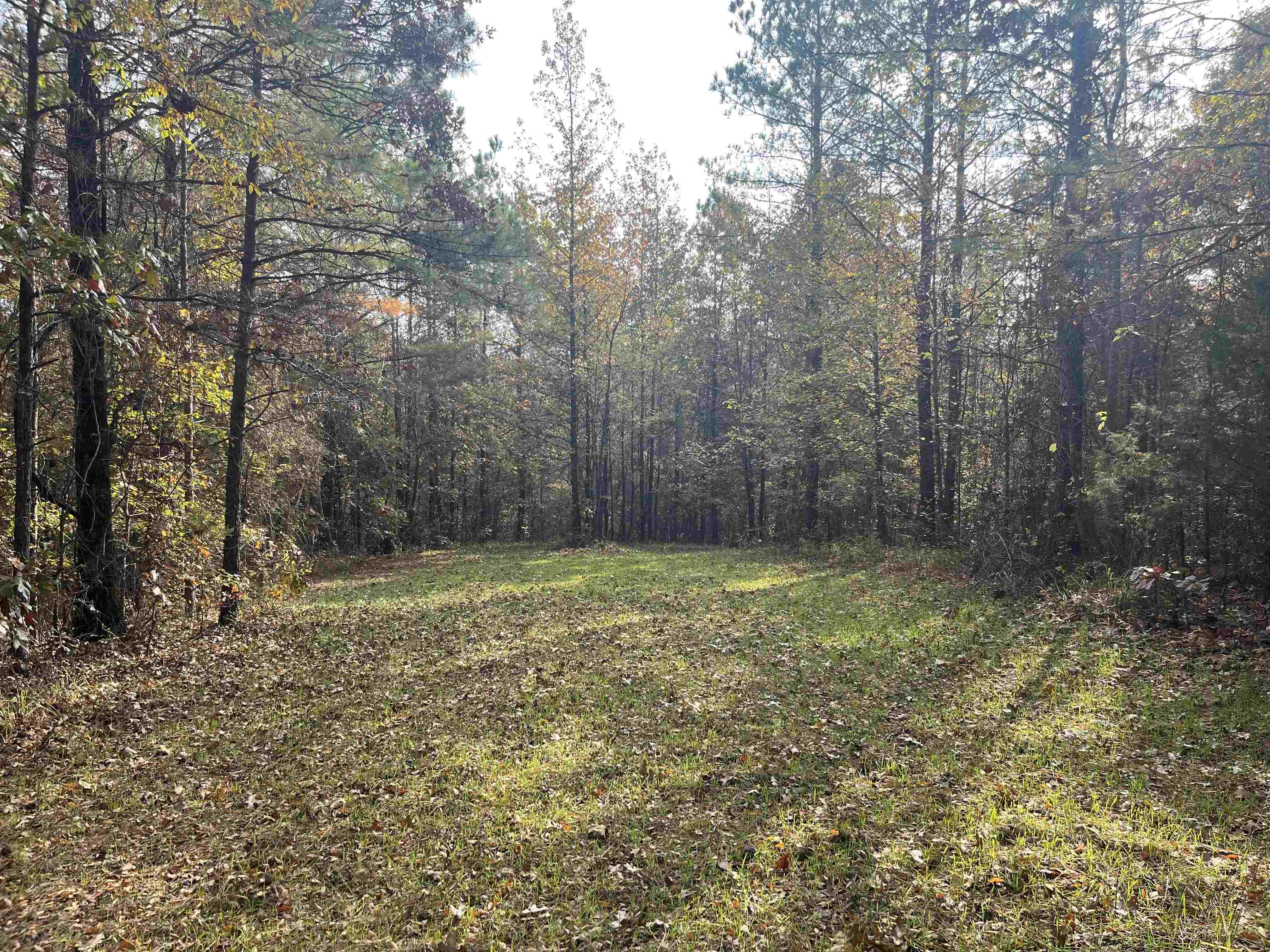 2300 Joiner Road Batesville, MS 38606 - Photo 11 of 15 View of wooded area