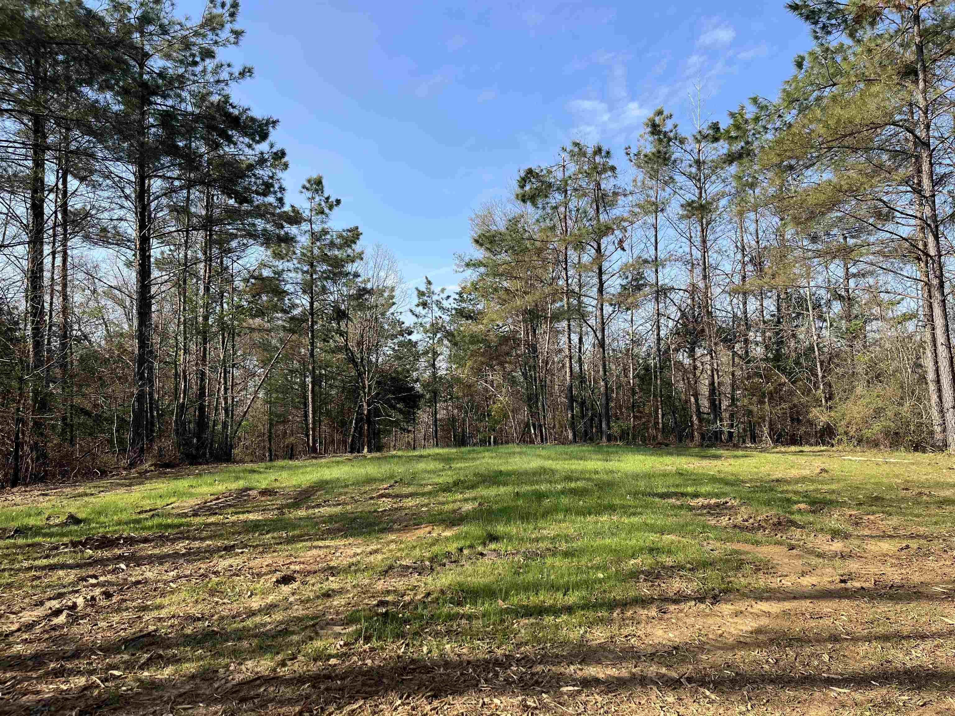 2300 Joiner Road Batesville, MS 38606 - Photo 3 of 15 View of green lawn featuring a forest view
