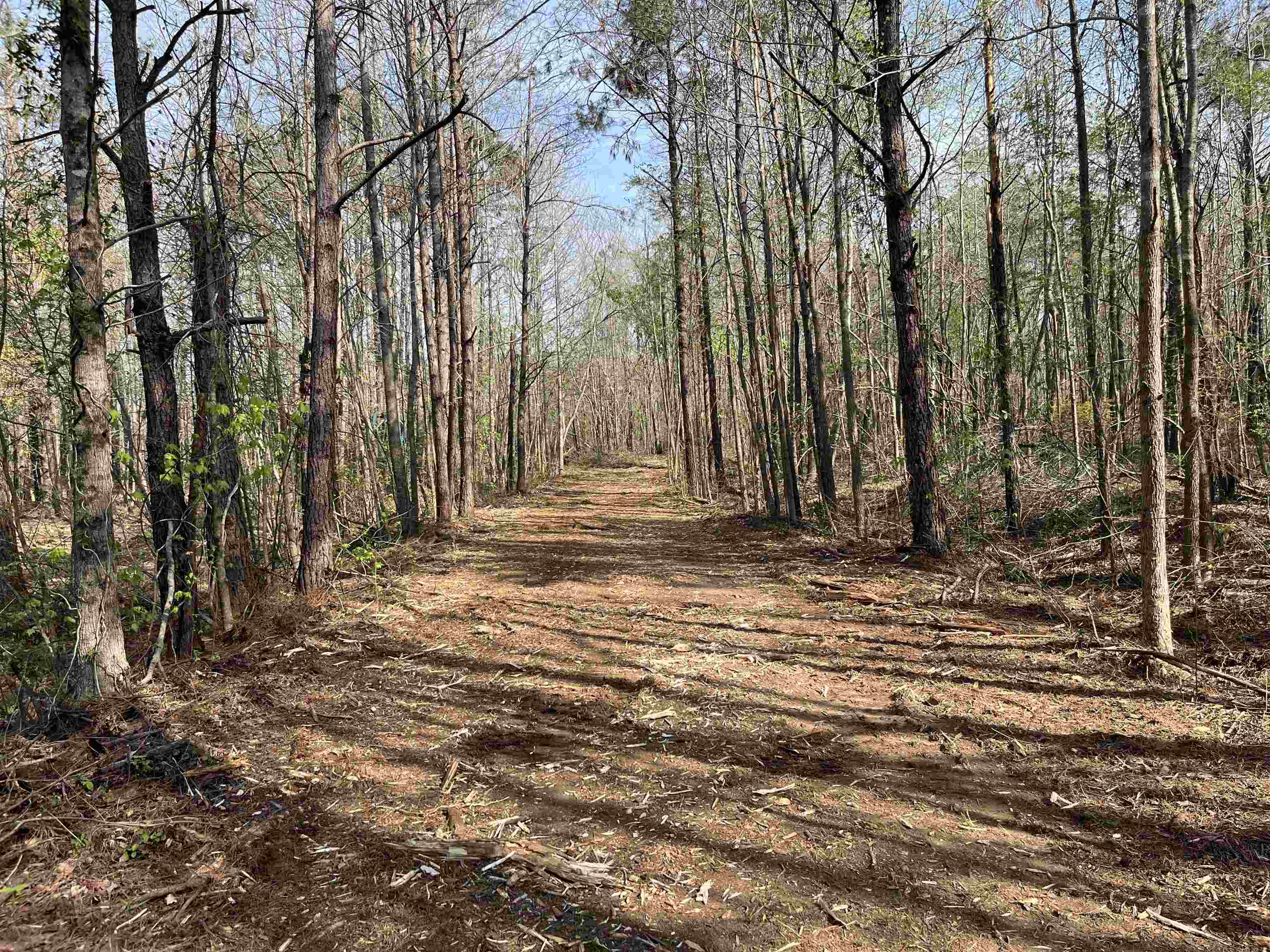 2300 Joiner Road Batesville, MS 38606 - Photo 4 of 15 View of road with a forest view