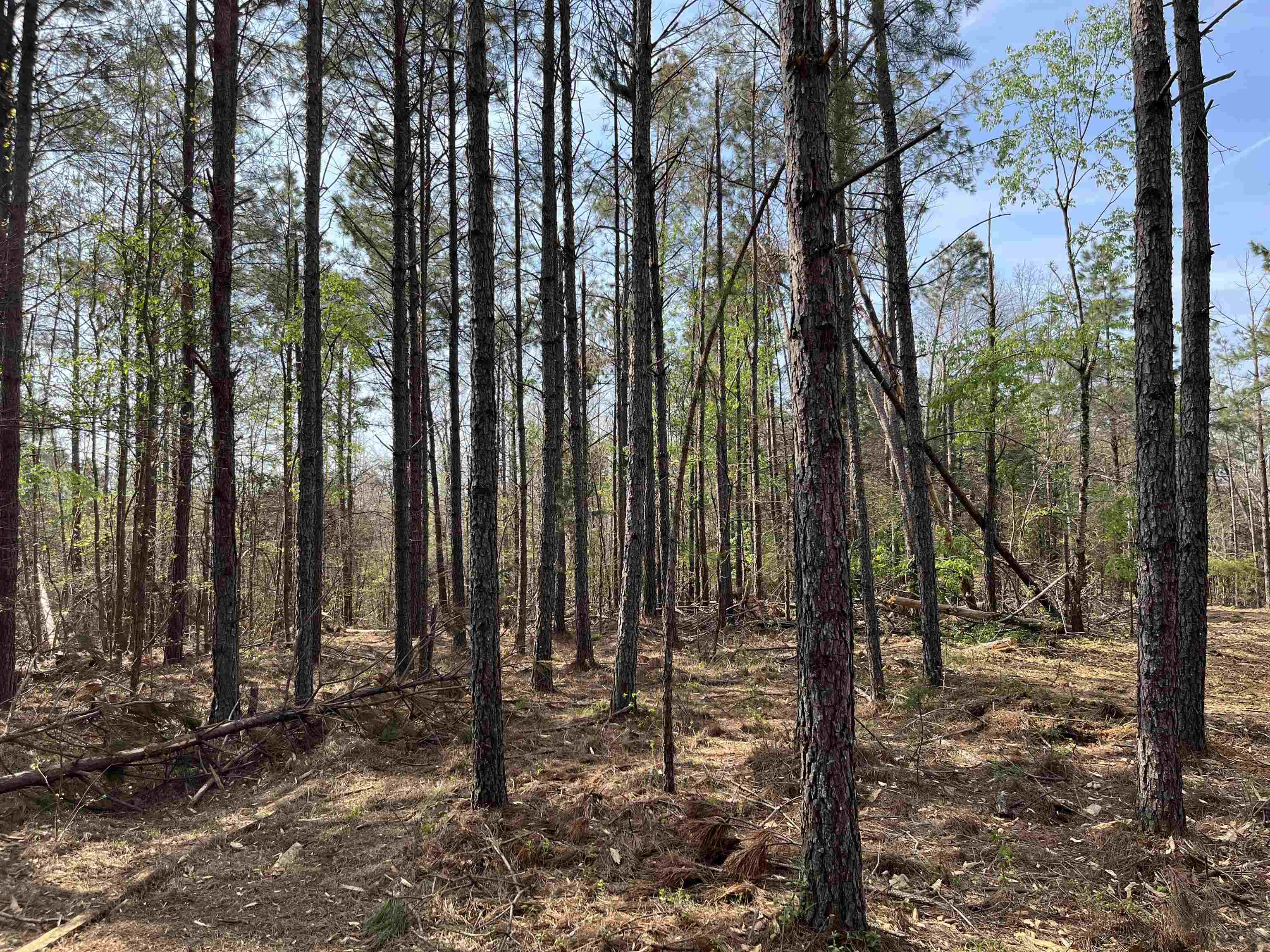 2300 Joiner Road Batesville, MS 38606 - Photo 5 of 15 View of undeveloped land