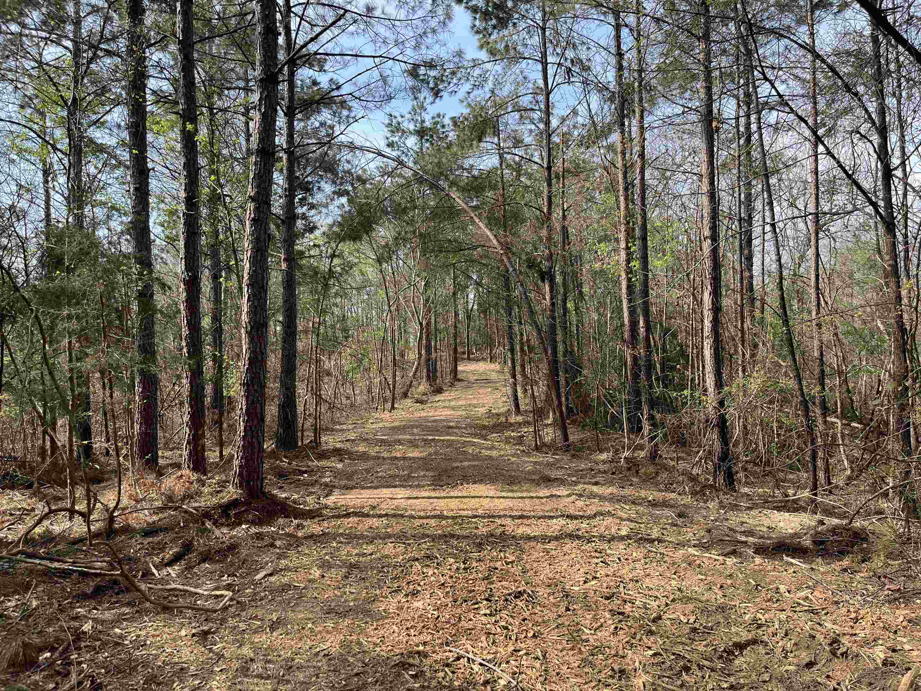 2300 Joiner Road Batesville, MS 38606 - Photo 6 of 15 View of road featuring a forest view