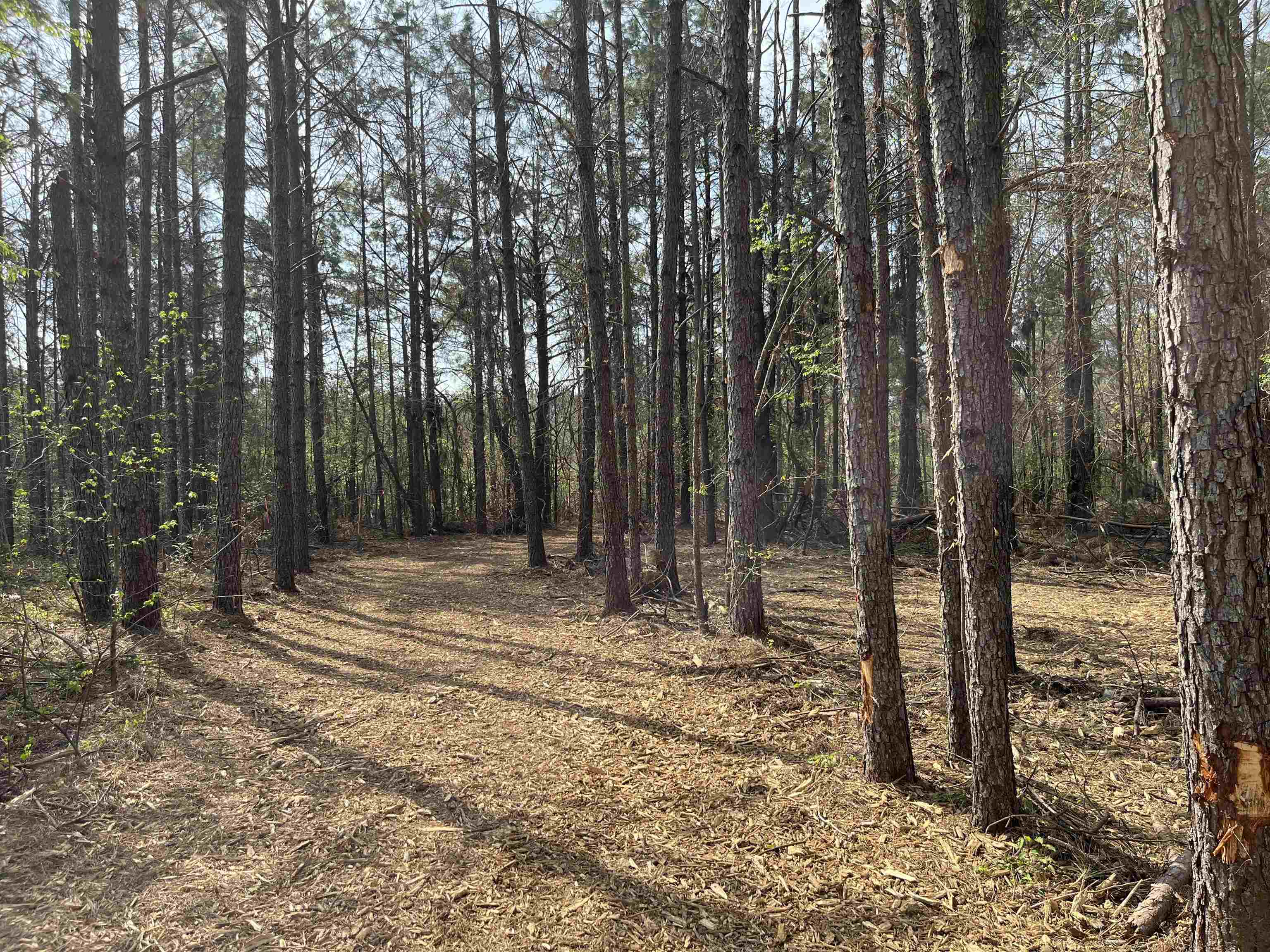 2300 Joiner Road Batesville, MS 38606 - Photo 8 of 15 View of woods