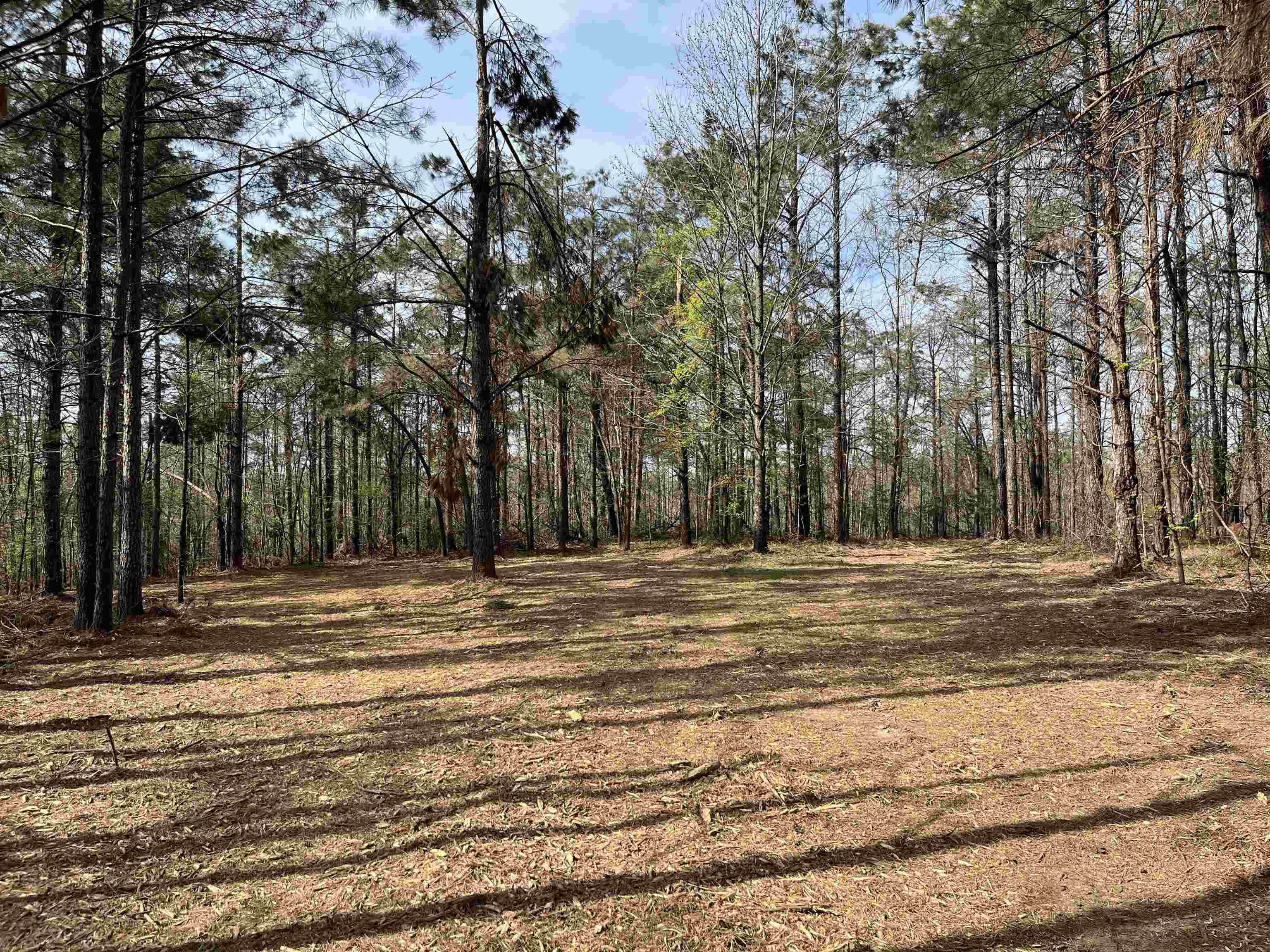 2300 Joiner Road Batesville, MS 38606 - Photo 9 of 15 View of undeveloped land