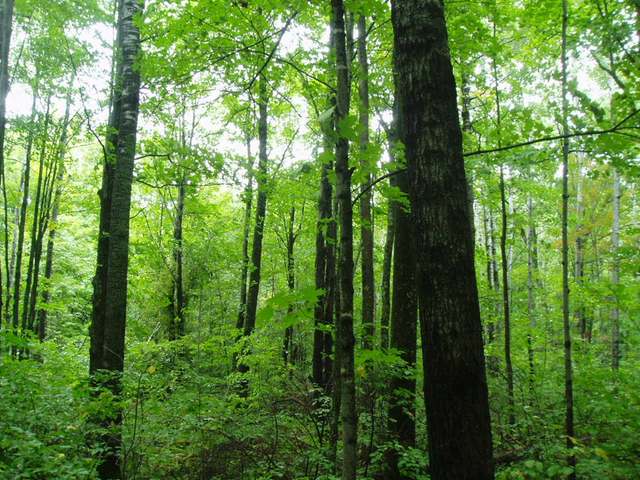 Near South Fox Ranch Road Rhinelander, WI 54501 - Photo 3 of 8 Gallery Image 3
