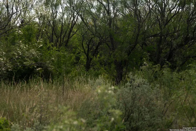 a view of a lush green forest with lots of trees